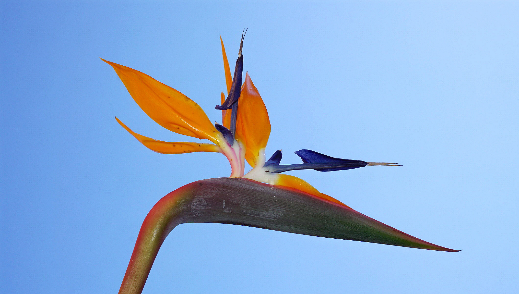 La formica e la rondine!