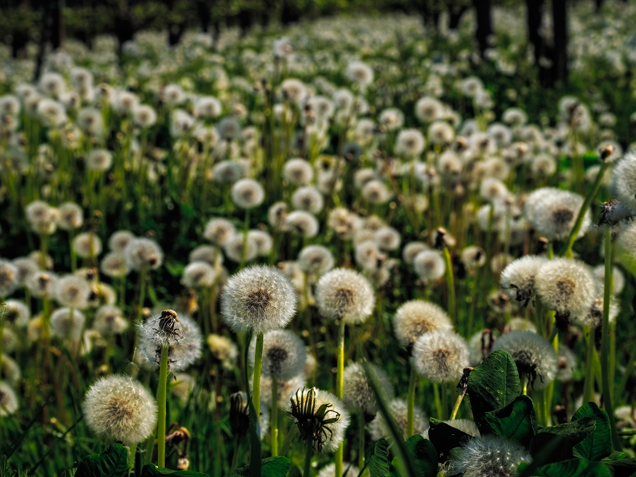 Dandelion dandelion showerheads ...