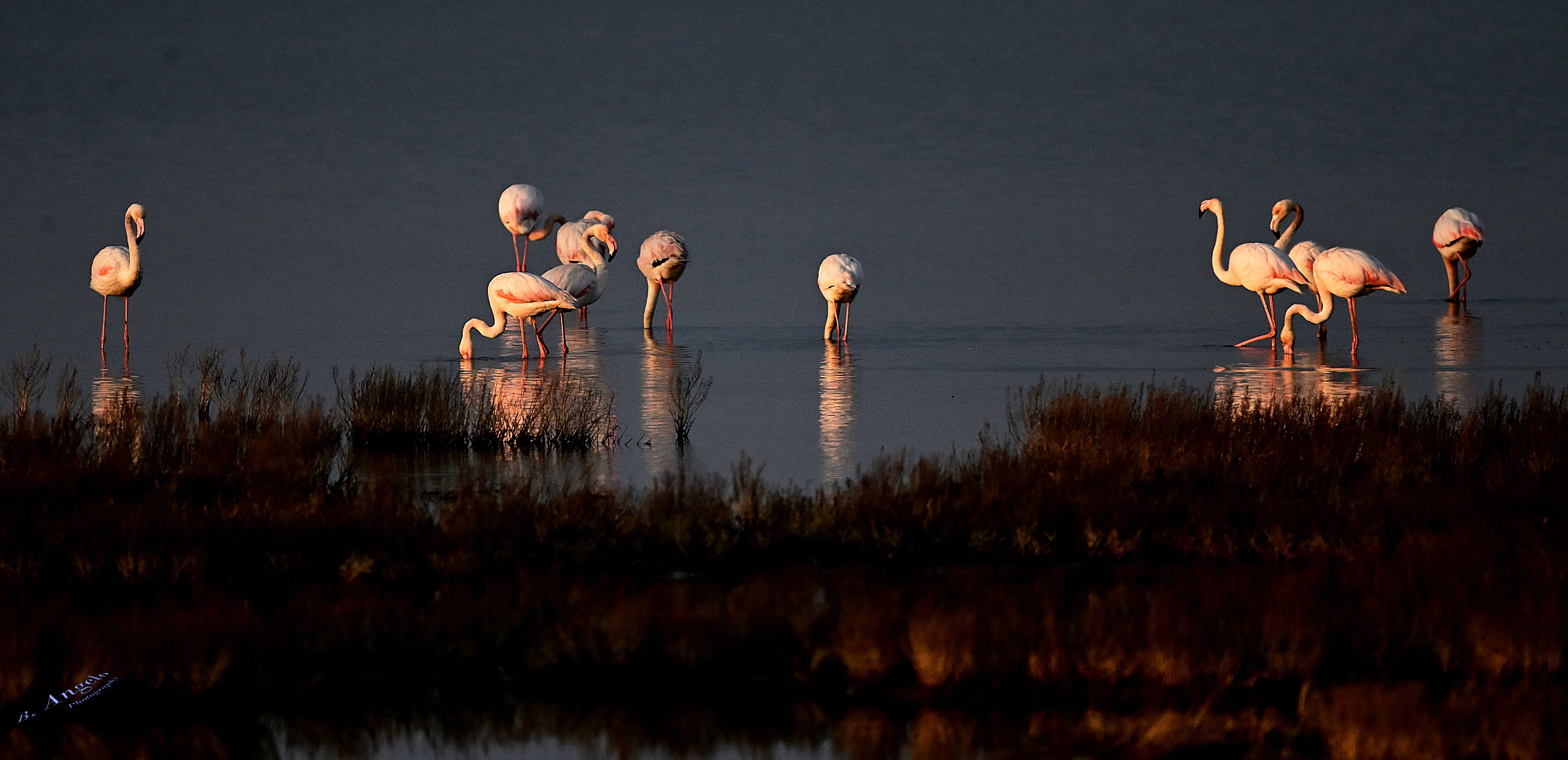 " primi raggi di sole "     (Fenicotteri rosa)