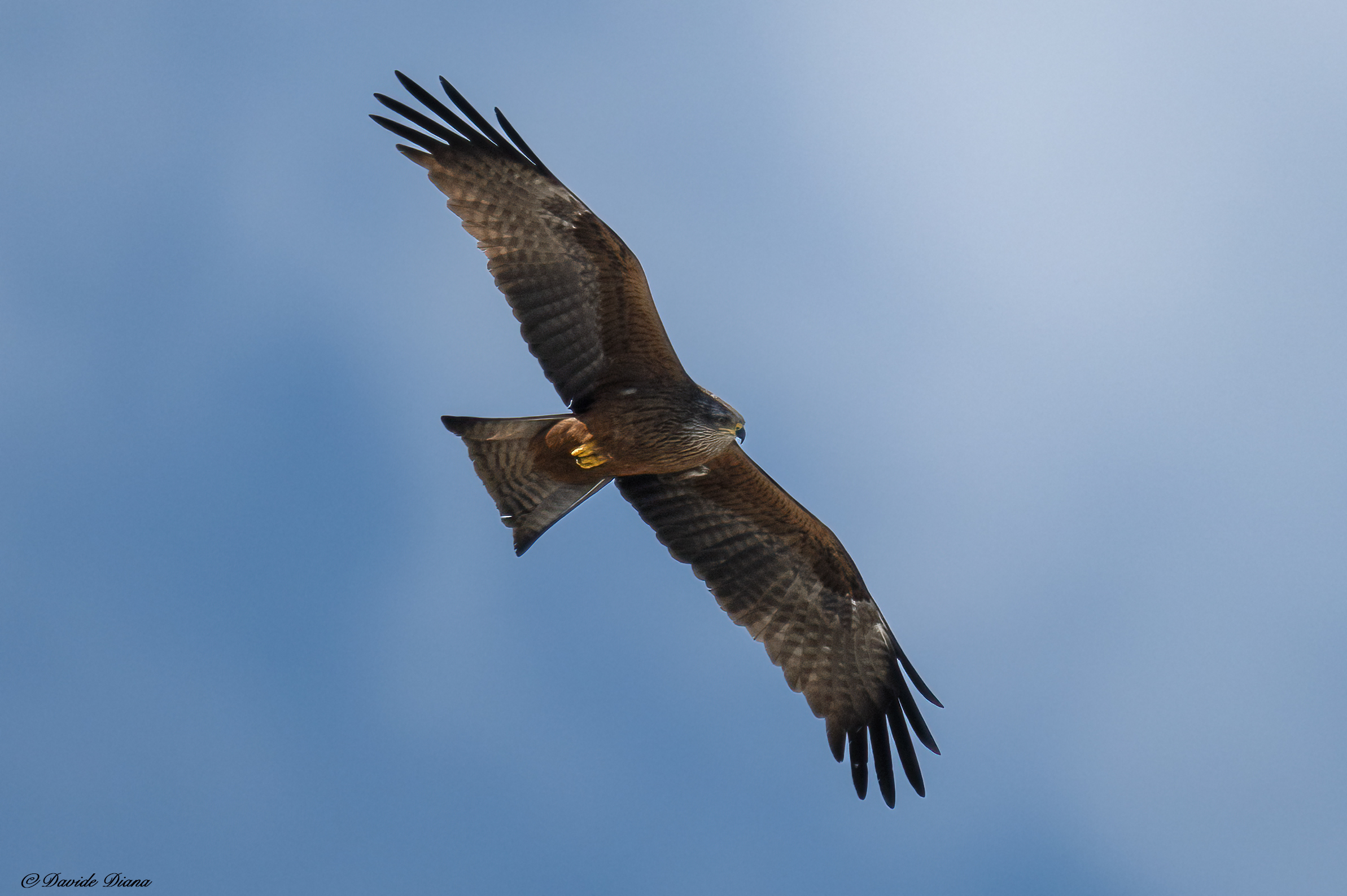 Black kite