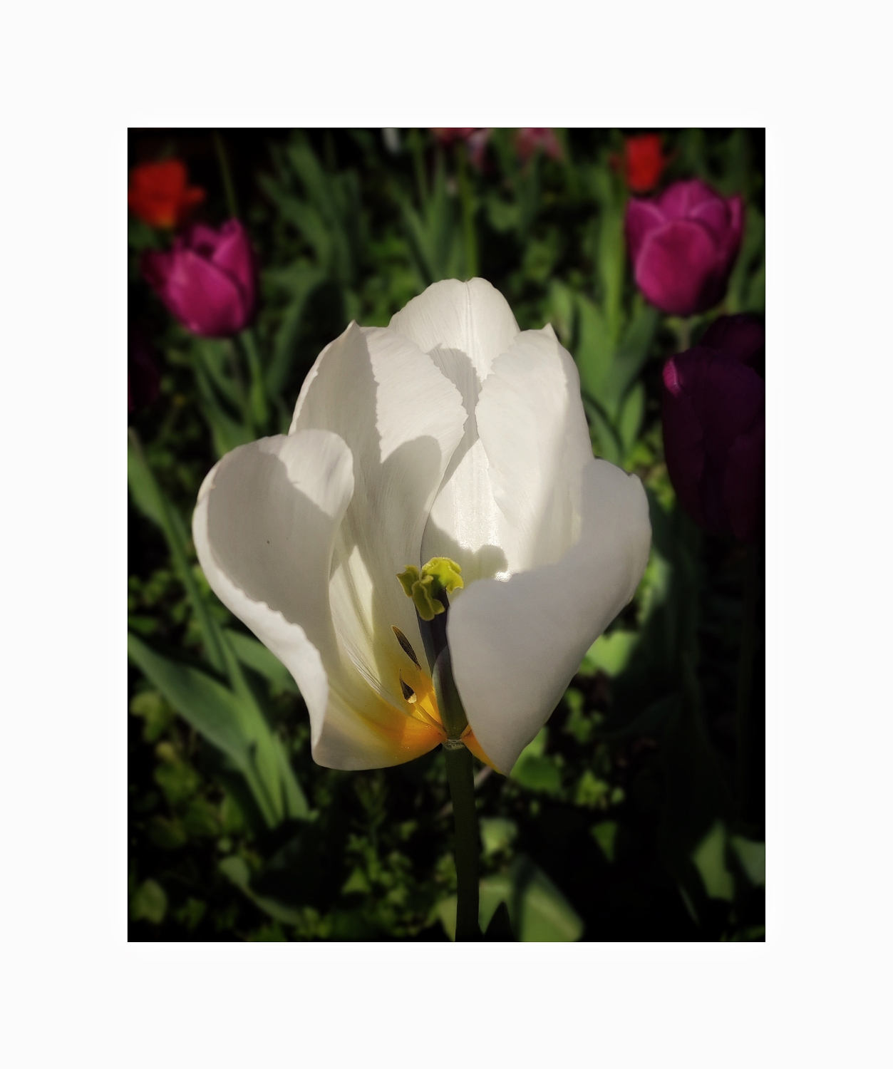 Colour and whiteness