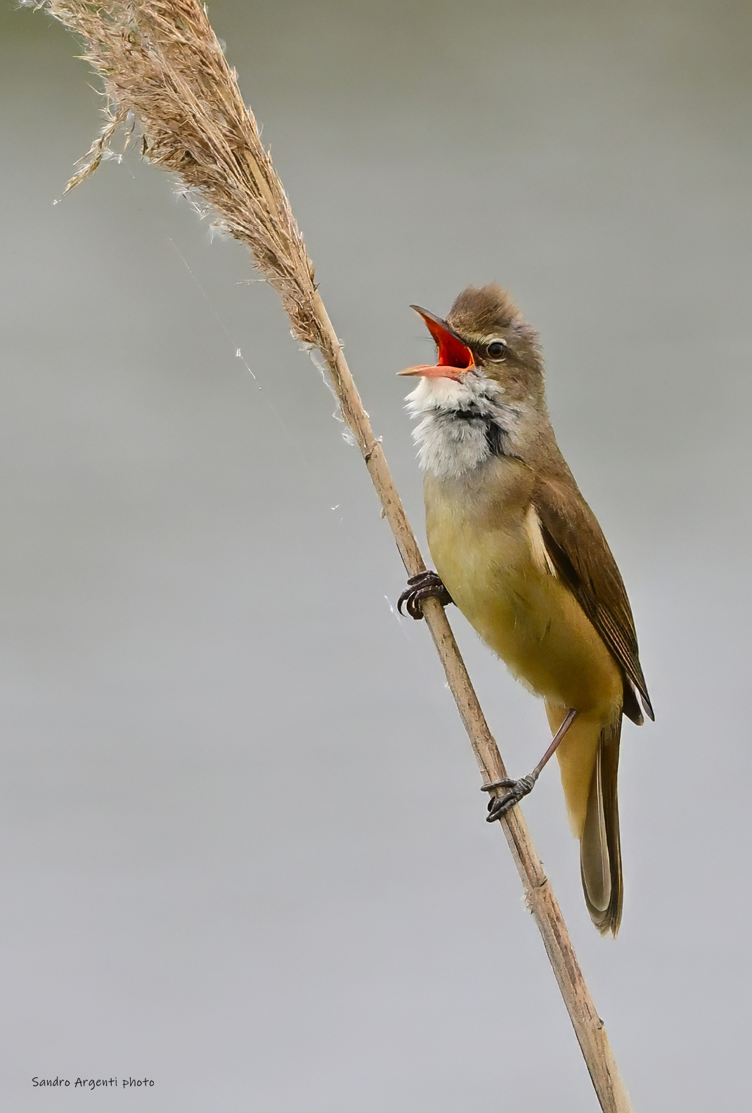 Cannareccione (Acrocephalus arundinaceus)