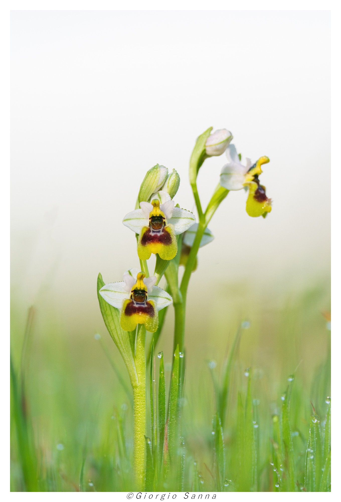 Ophrrys tenthrednifera