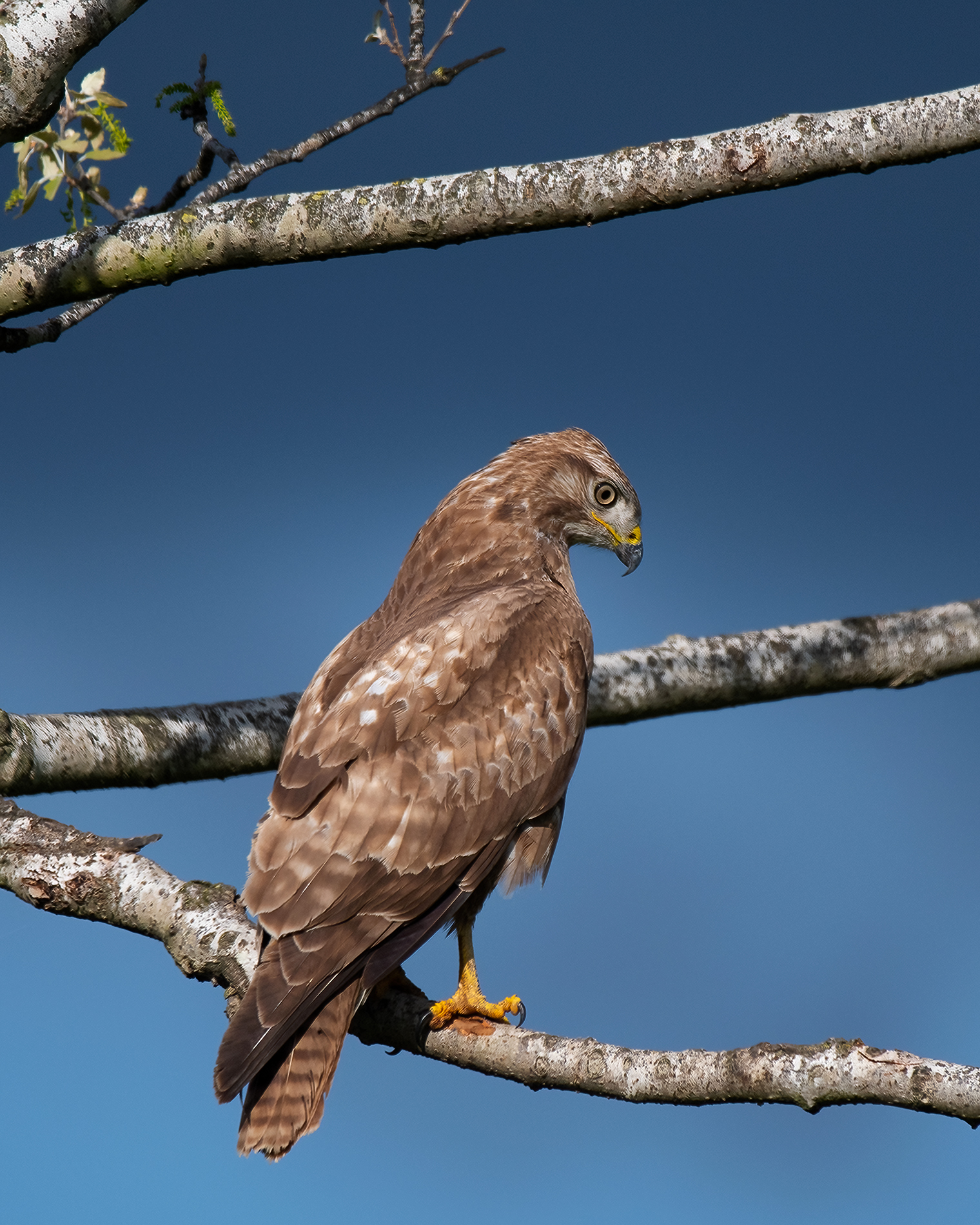 buzzard
