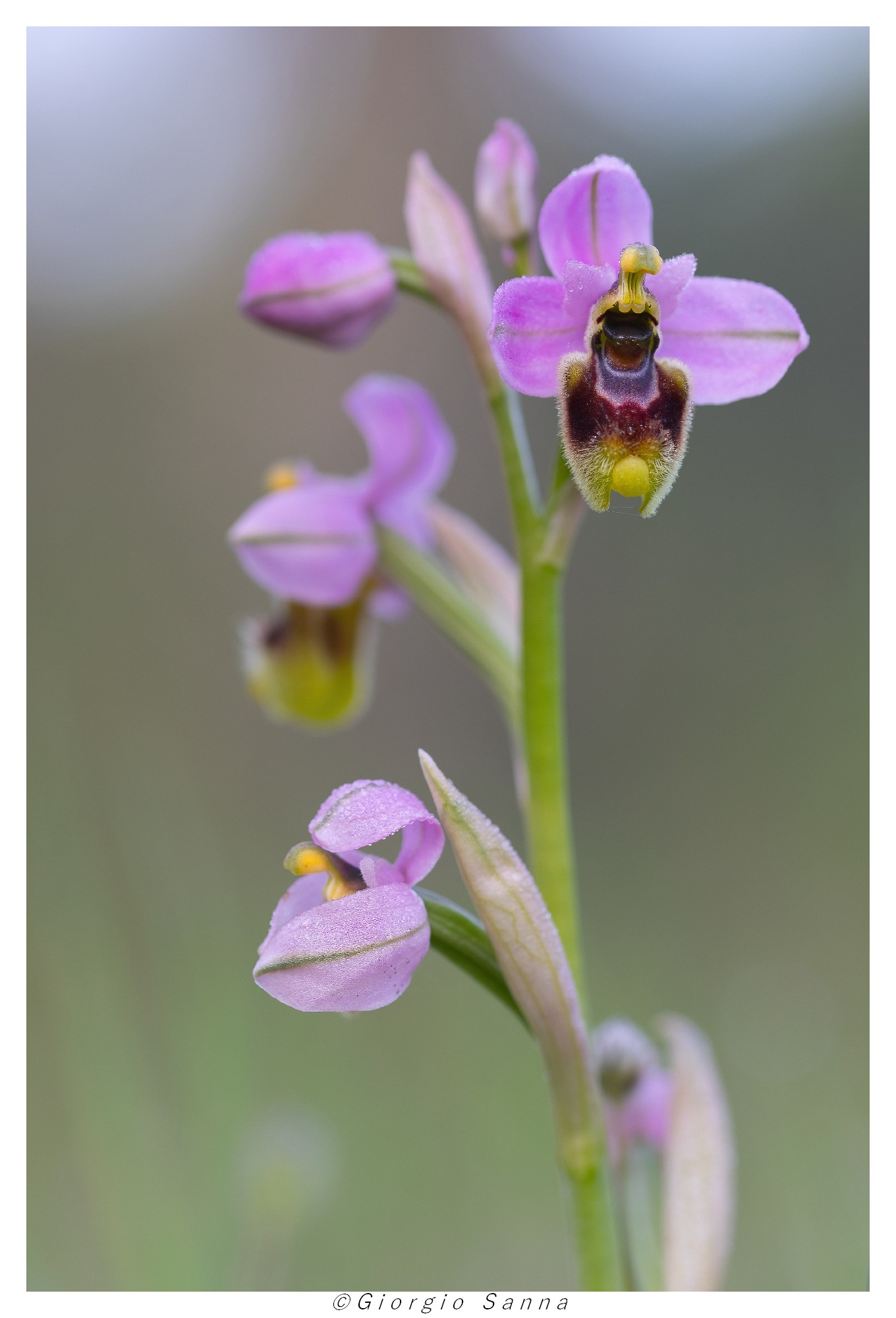 Ophrrys tenthrednifera