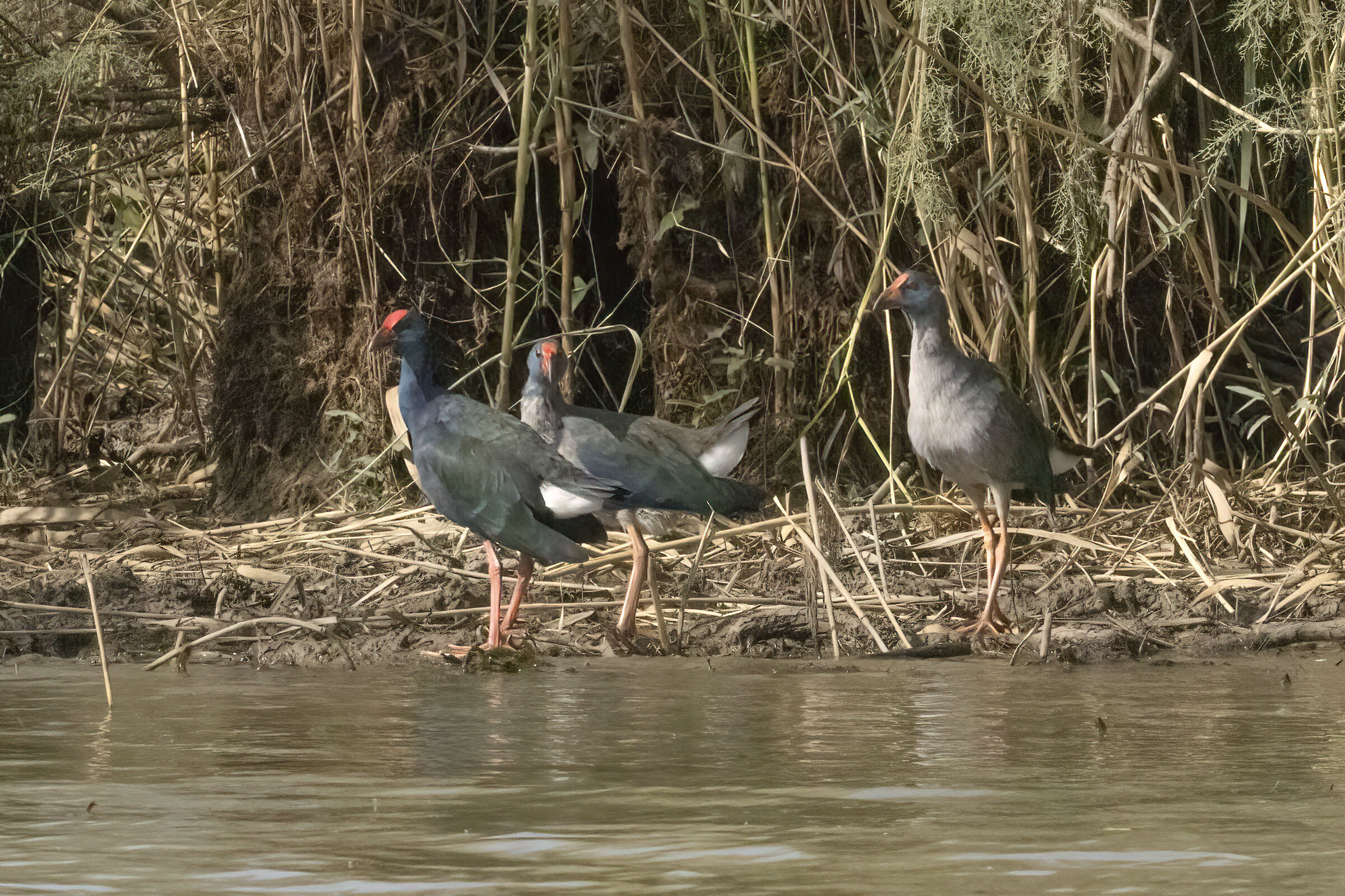 Pollo sultano dorsoverde