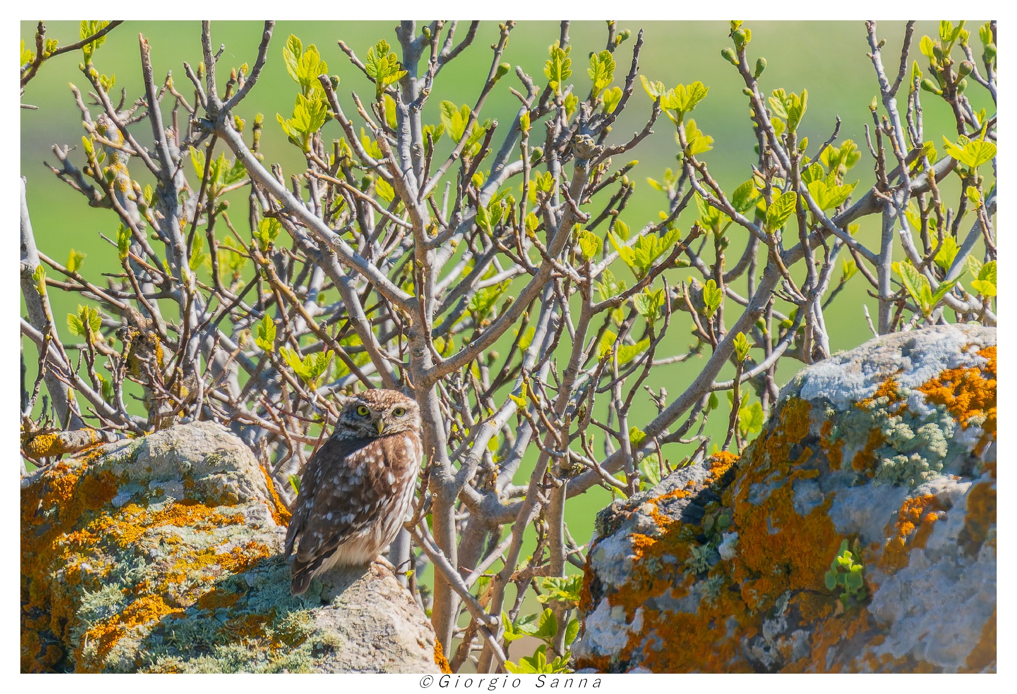 Athene noctua