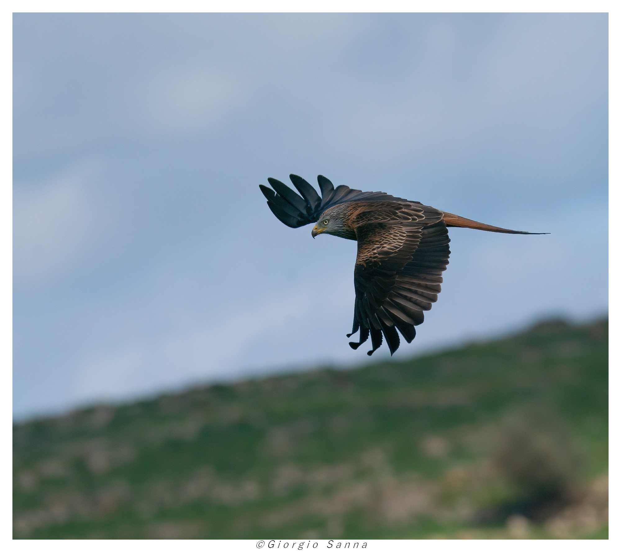 Red Kite Milvus milvus