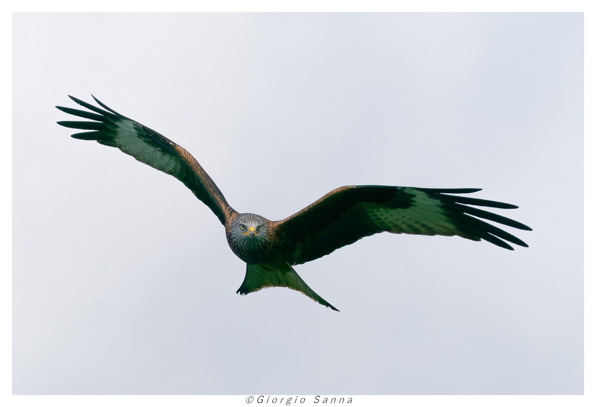 Red Kite Milvus milvus