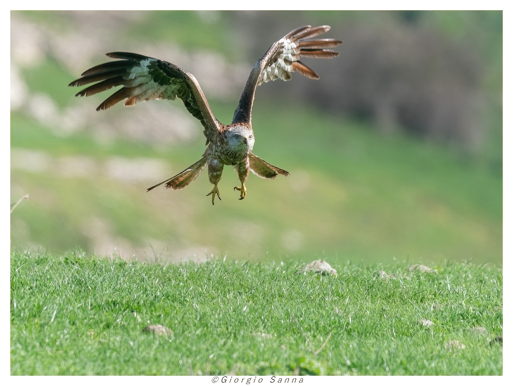 Red Kite Milvus milvus
