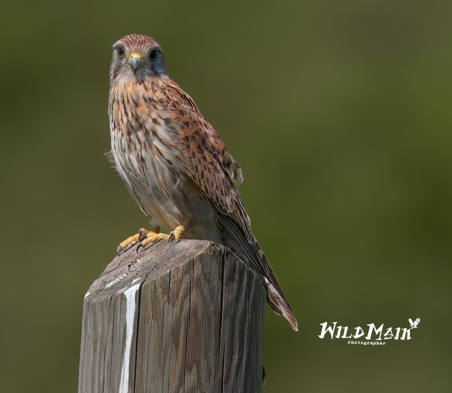 Kestrel posing