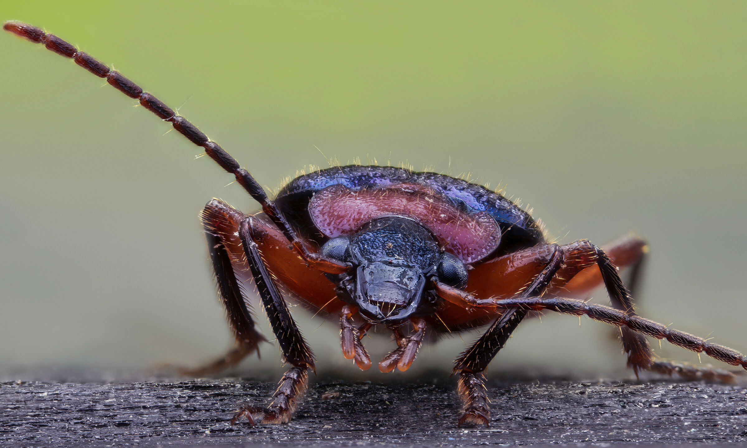 Lamprias fulvicollis