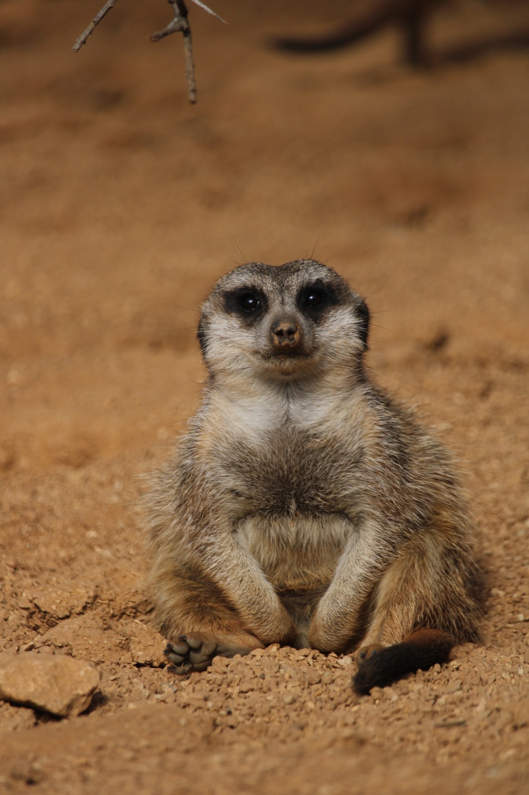 Meerkat