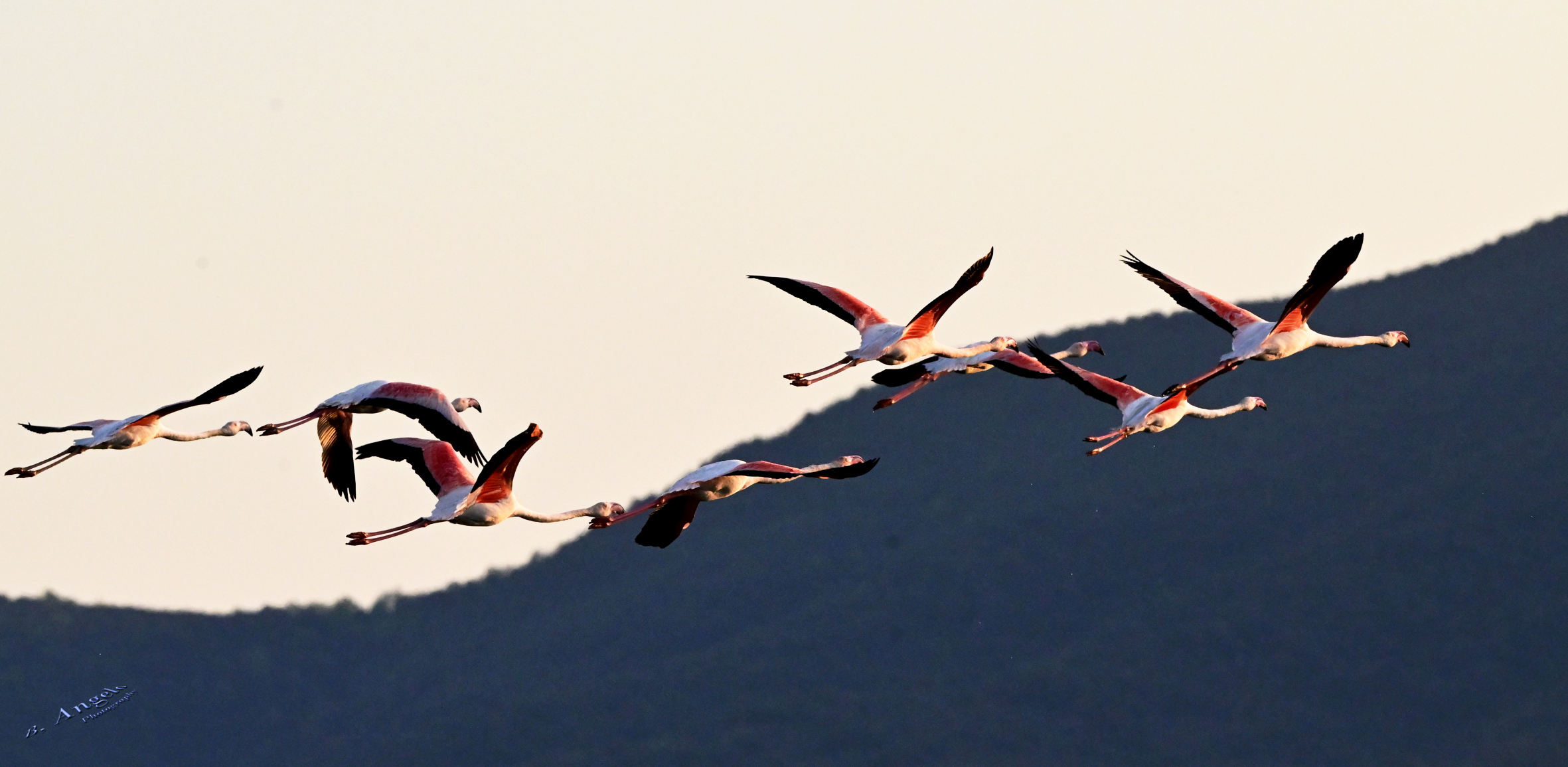 " il volo "  ( Fenicoteri rosa )