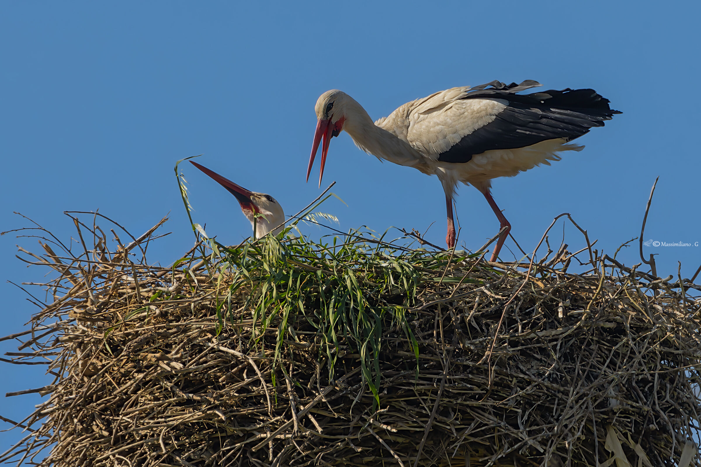 Stork