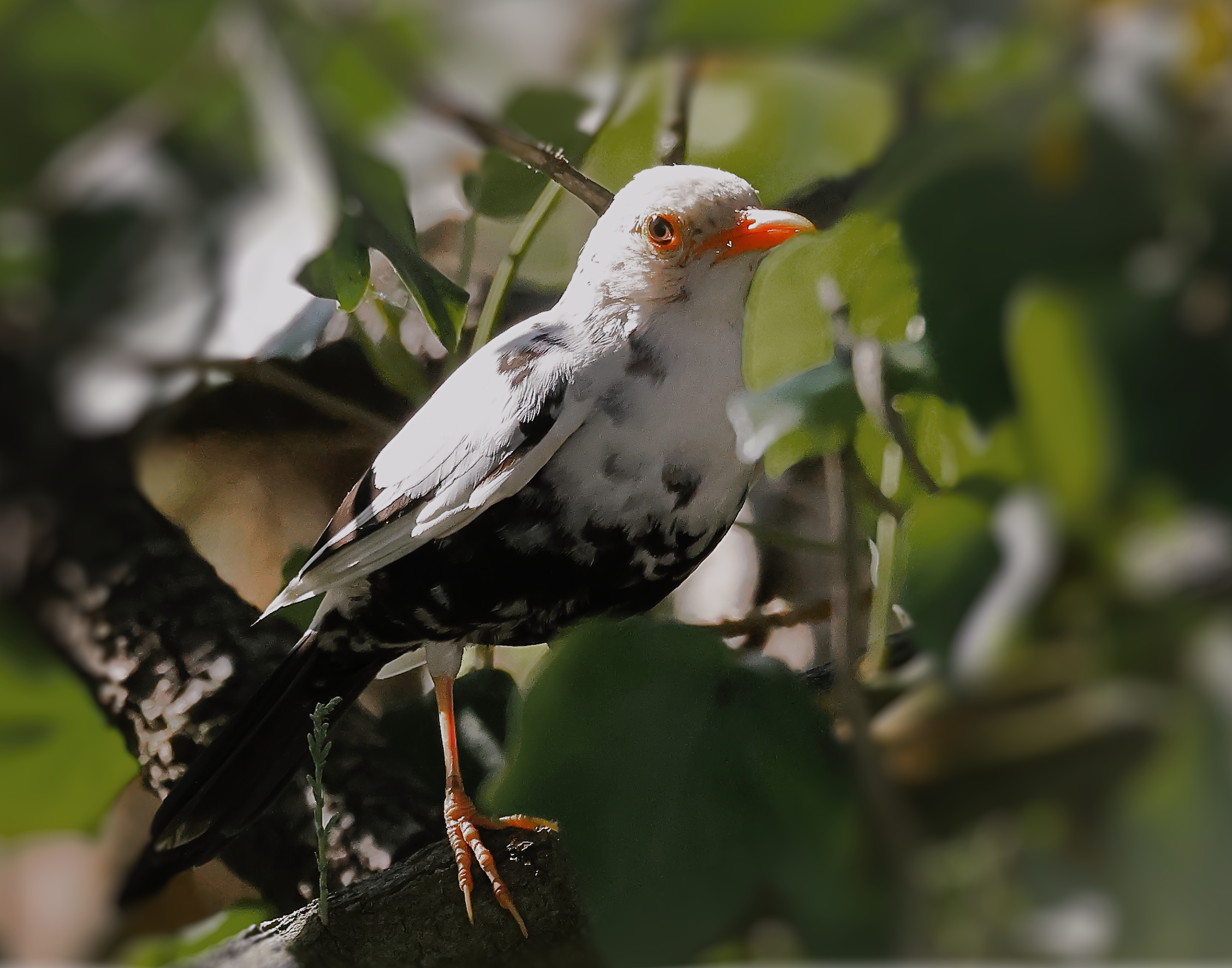 Albino blackbird.