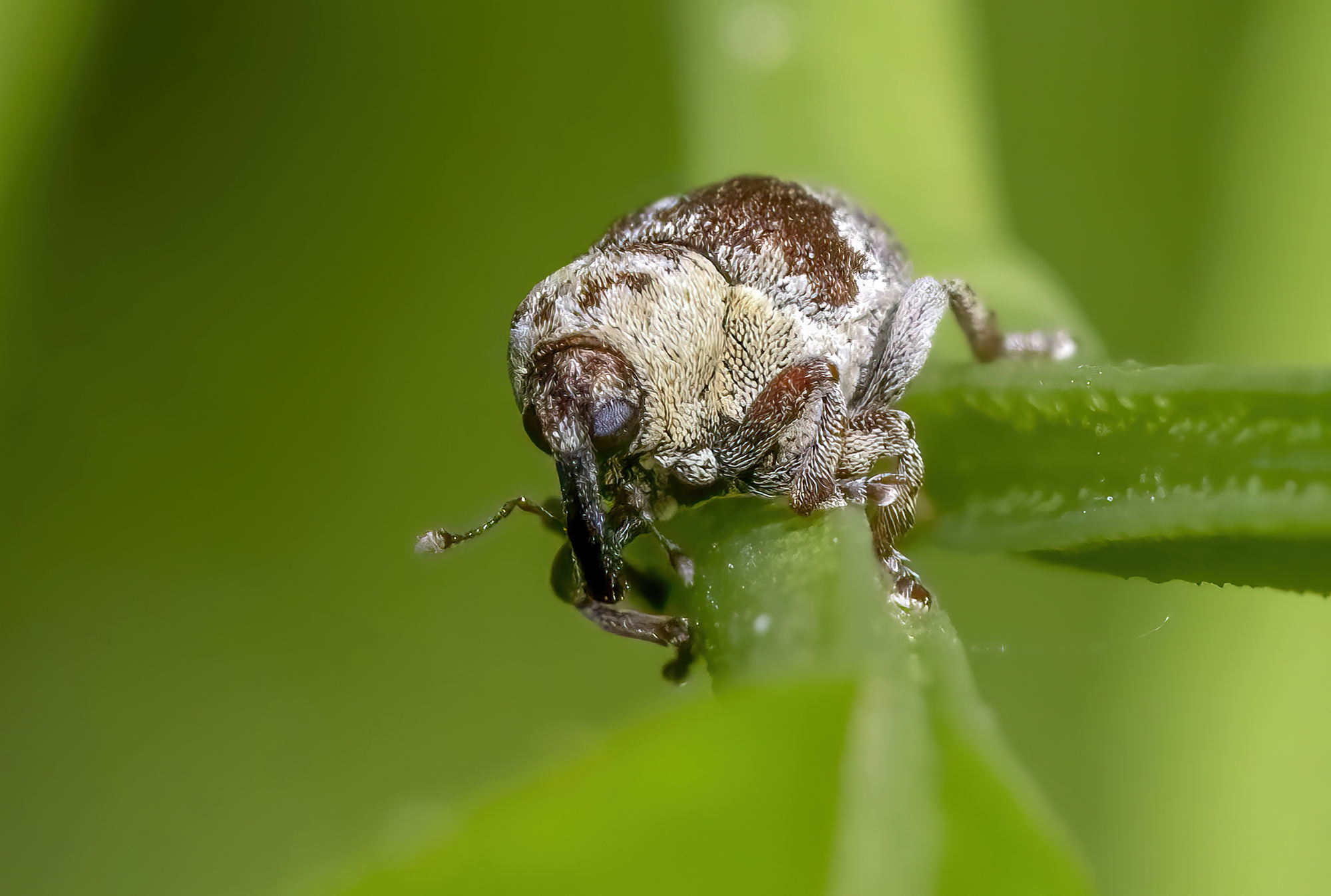 Eucoeliodes mirabilis