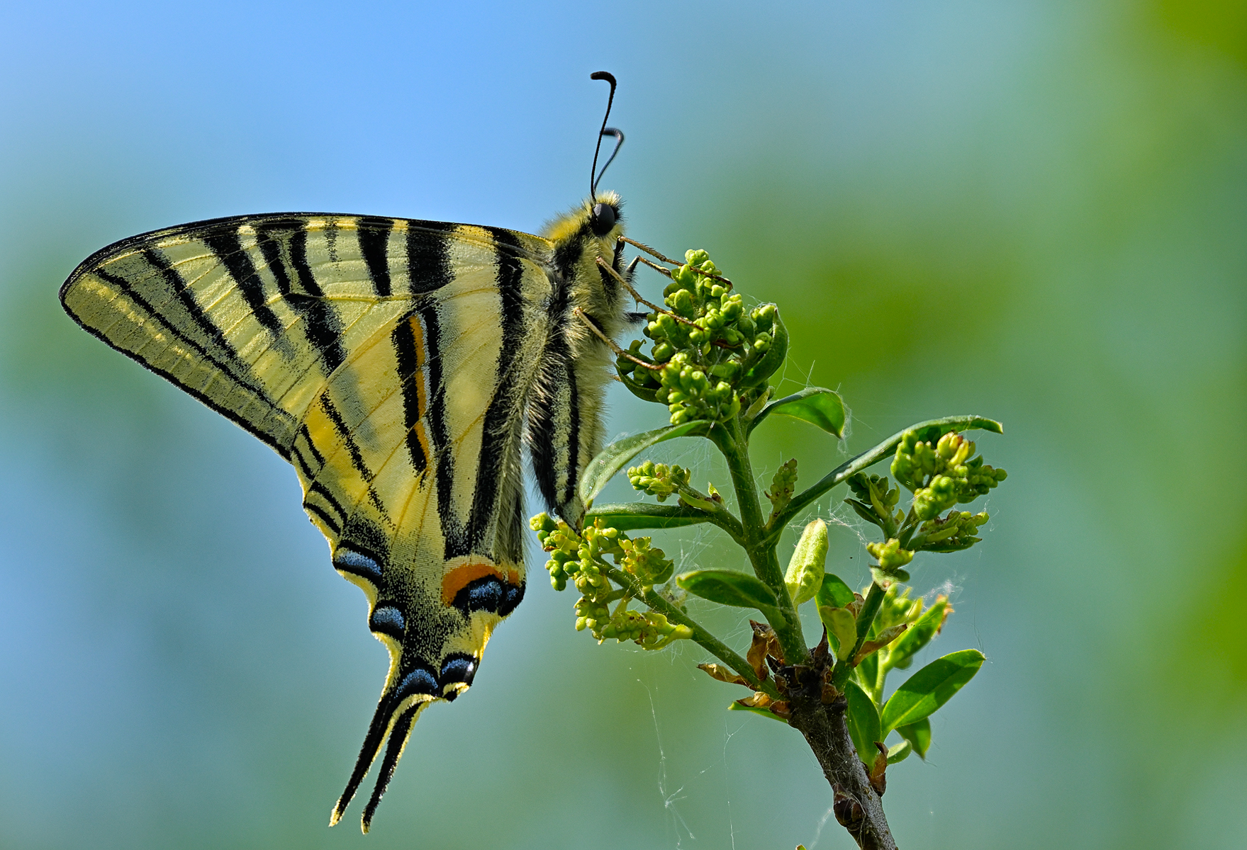 Scarce Swallowtail