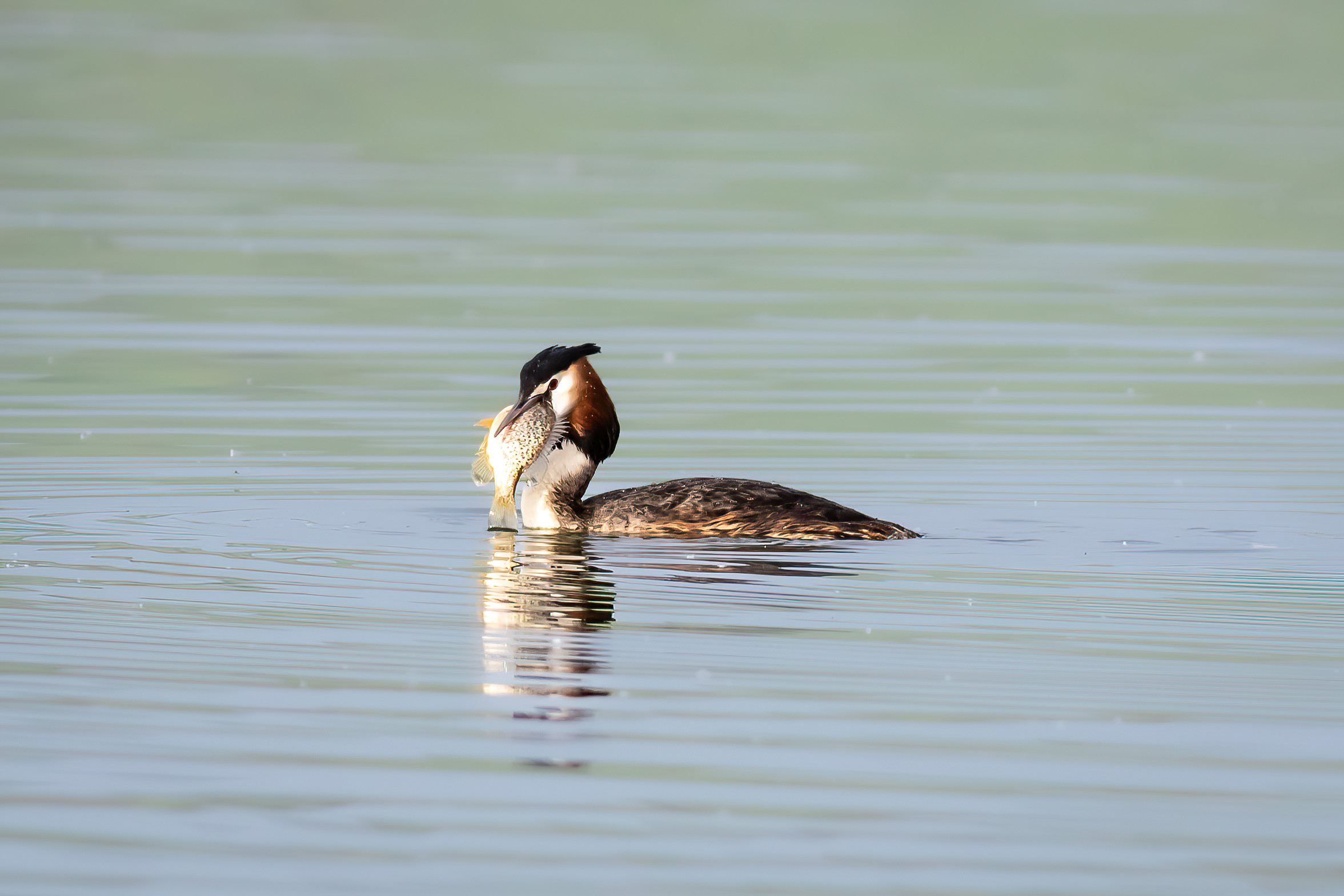The Hungry Grebe