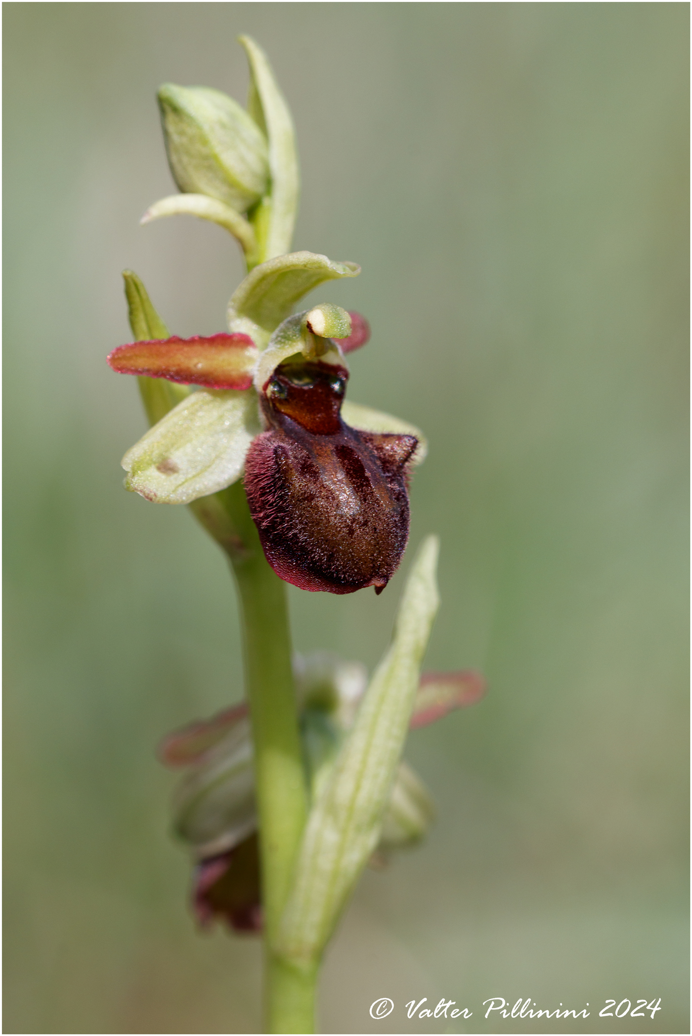 Ophrys sphegodes.