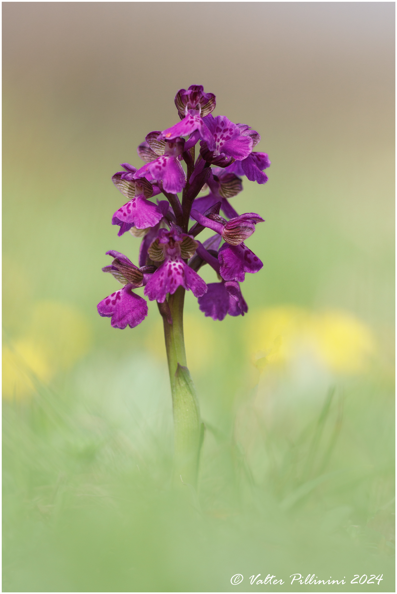 Anacamptis morio