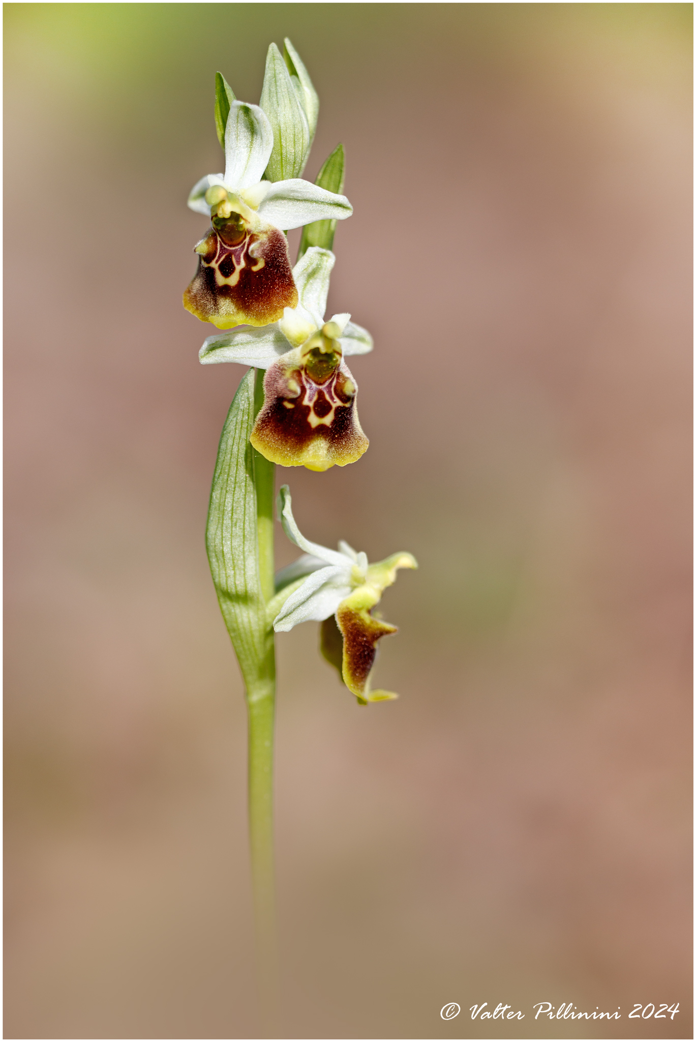Ophrys holosericea.