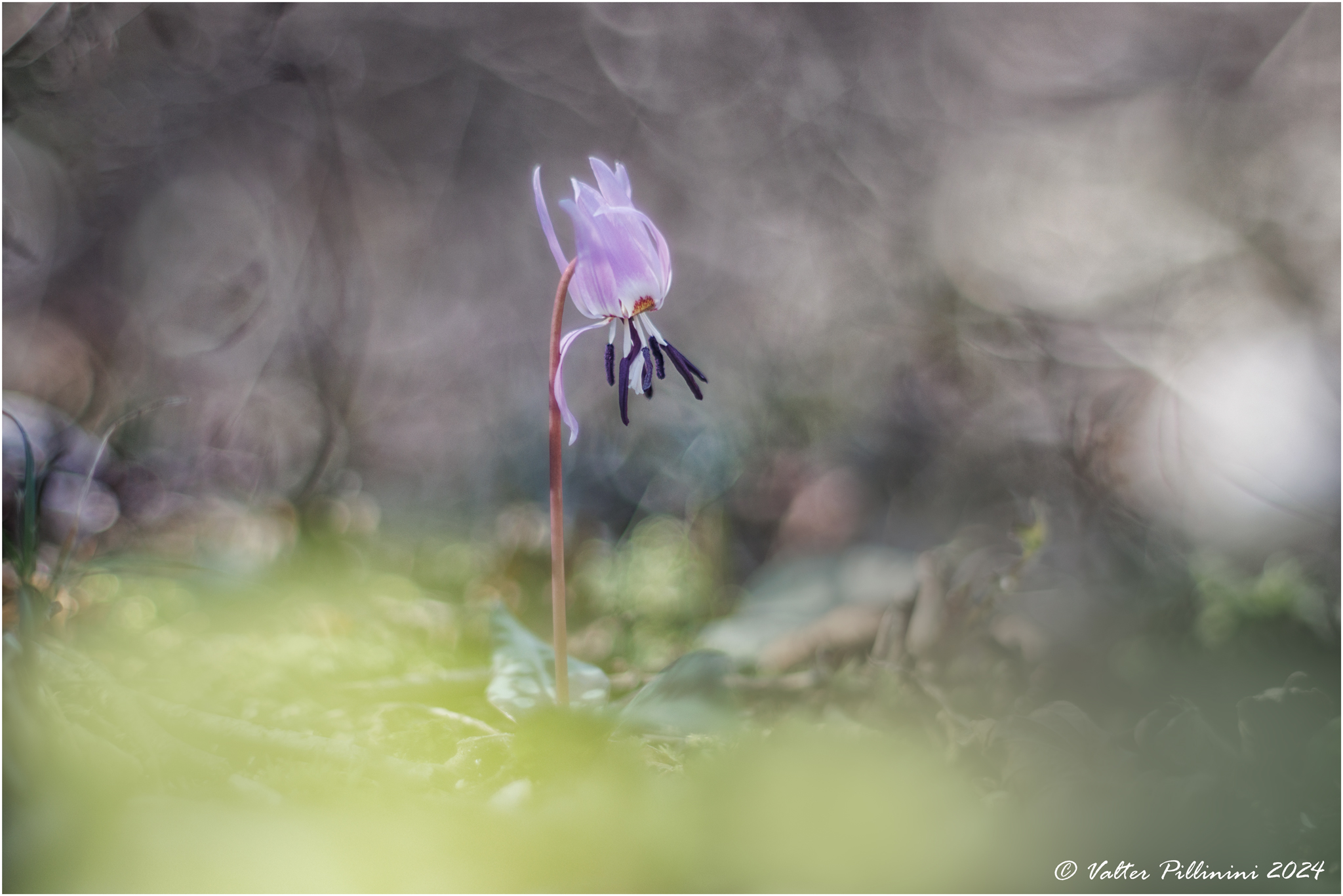 Erythronium dens-canis.