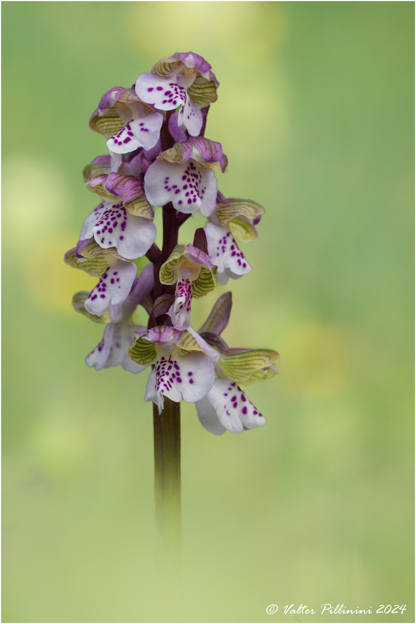 Anacamptis morio