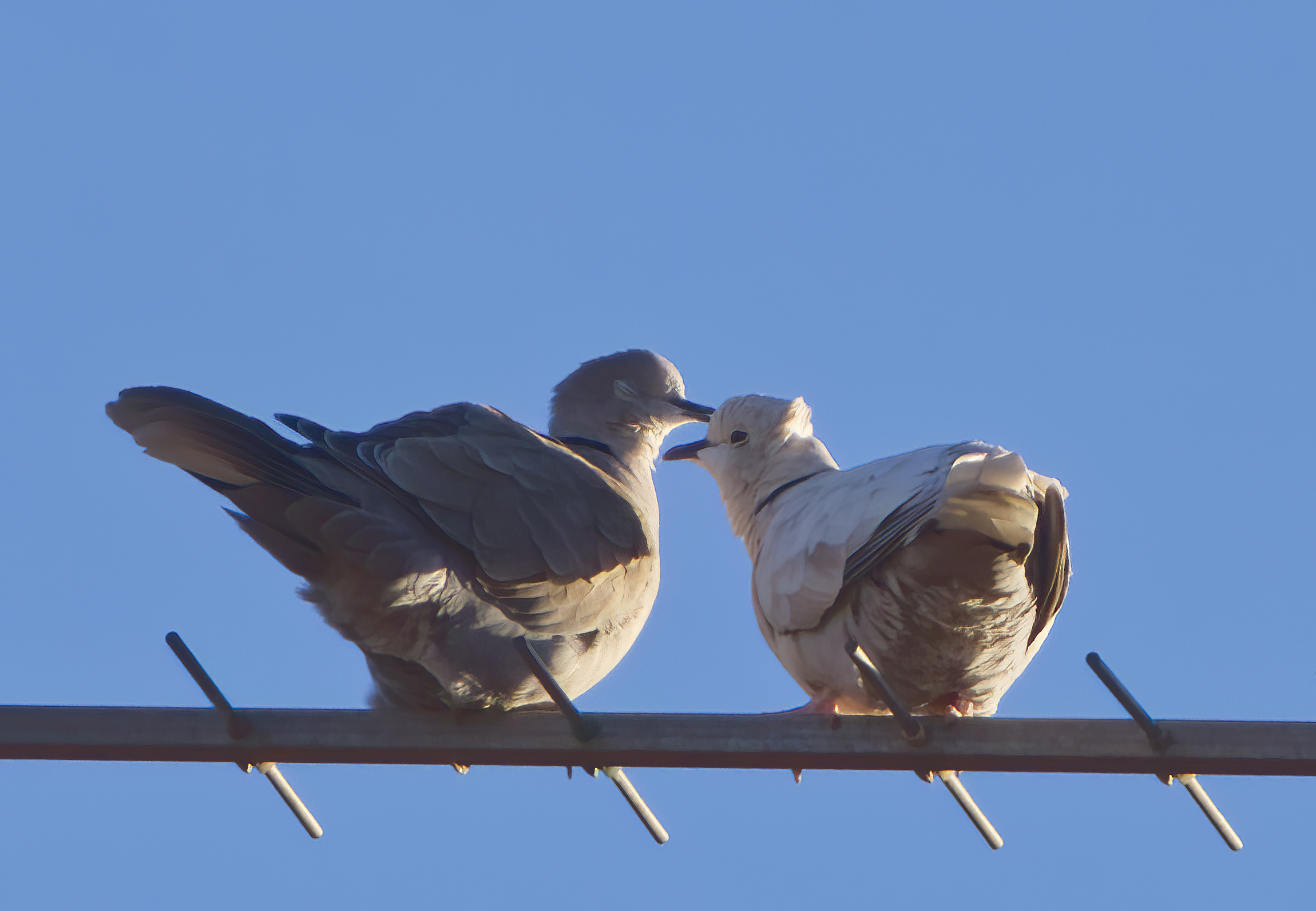 The tenderness of turtledoves