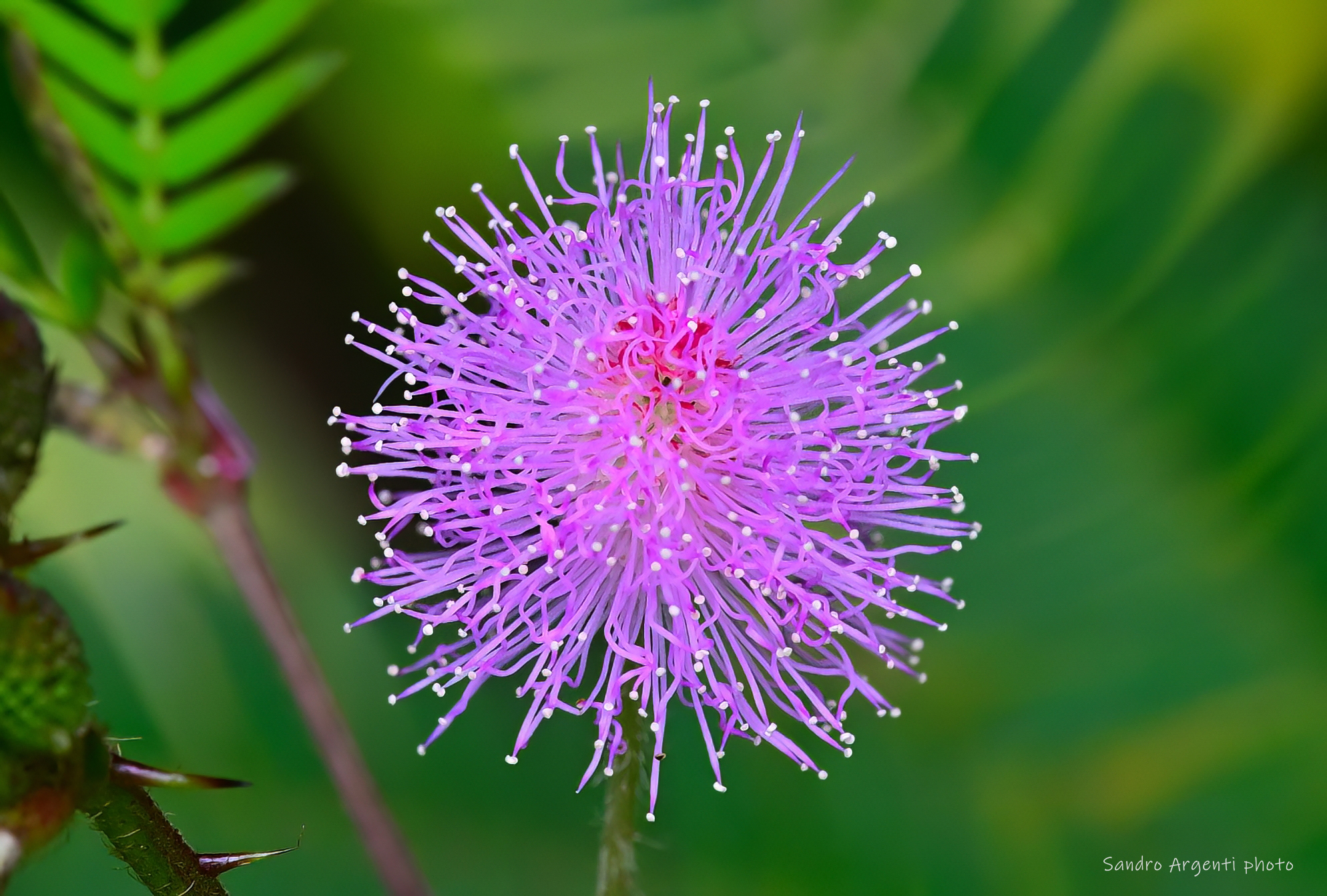 Un minuscolo fiore dall'ipnotico aspetto.