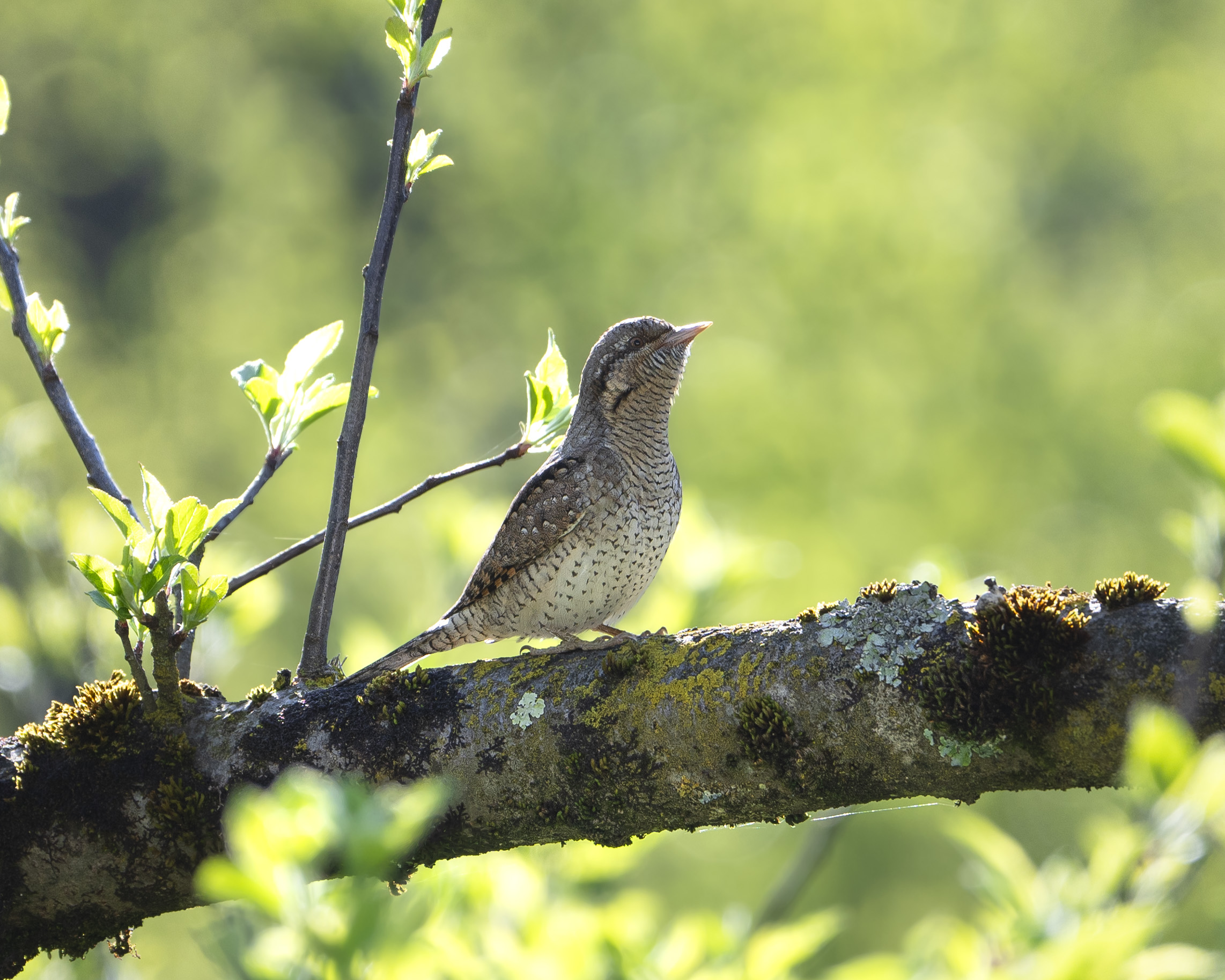 Wryneck