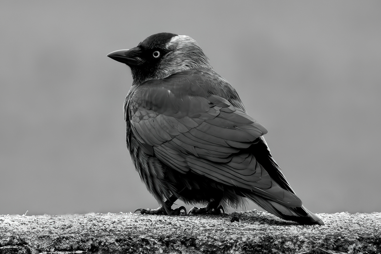 Jackdaw