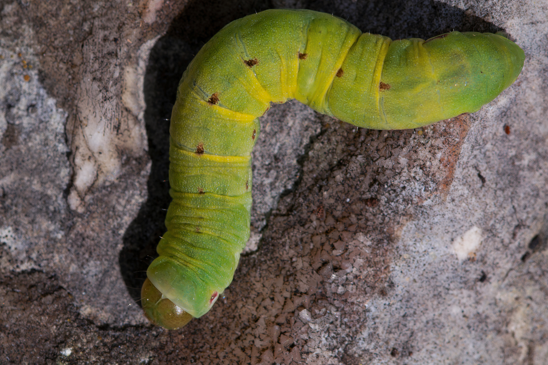 Caterpillar of Noctuidae sp.