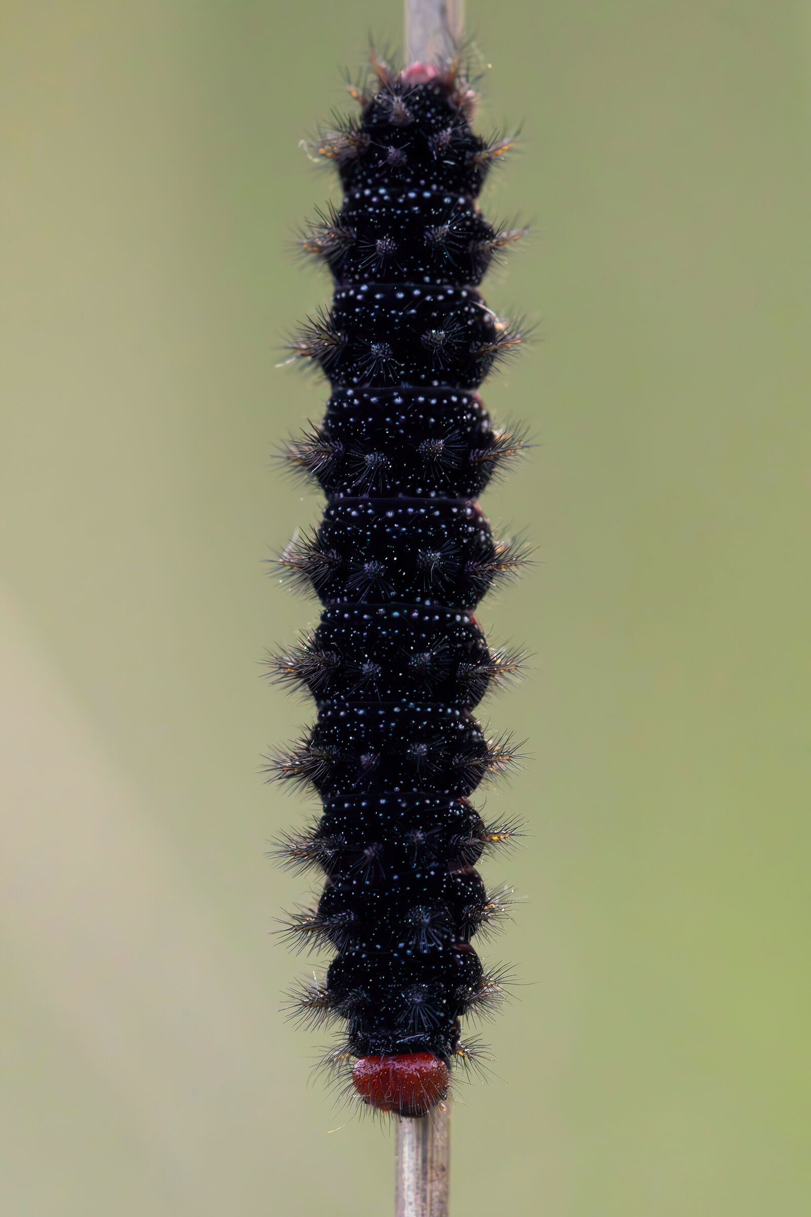Melitaea cinxia caterpillar