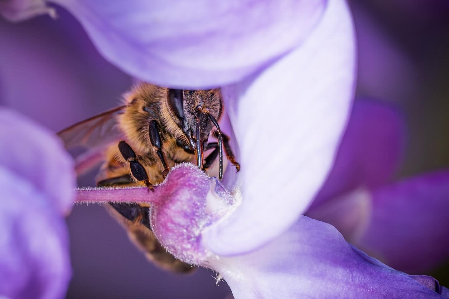 Bee and Wisteria