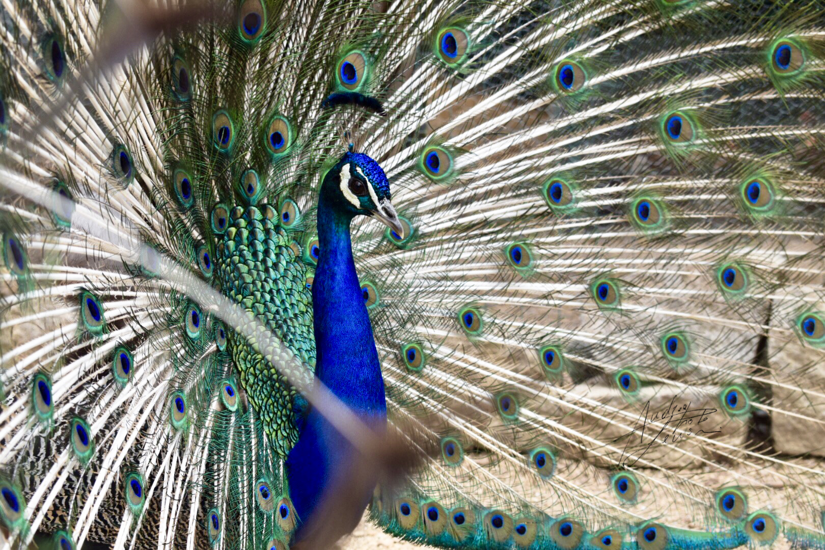 PEACOCK