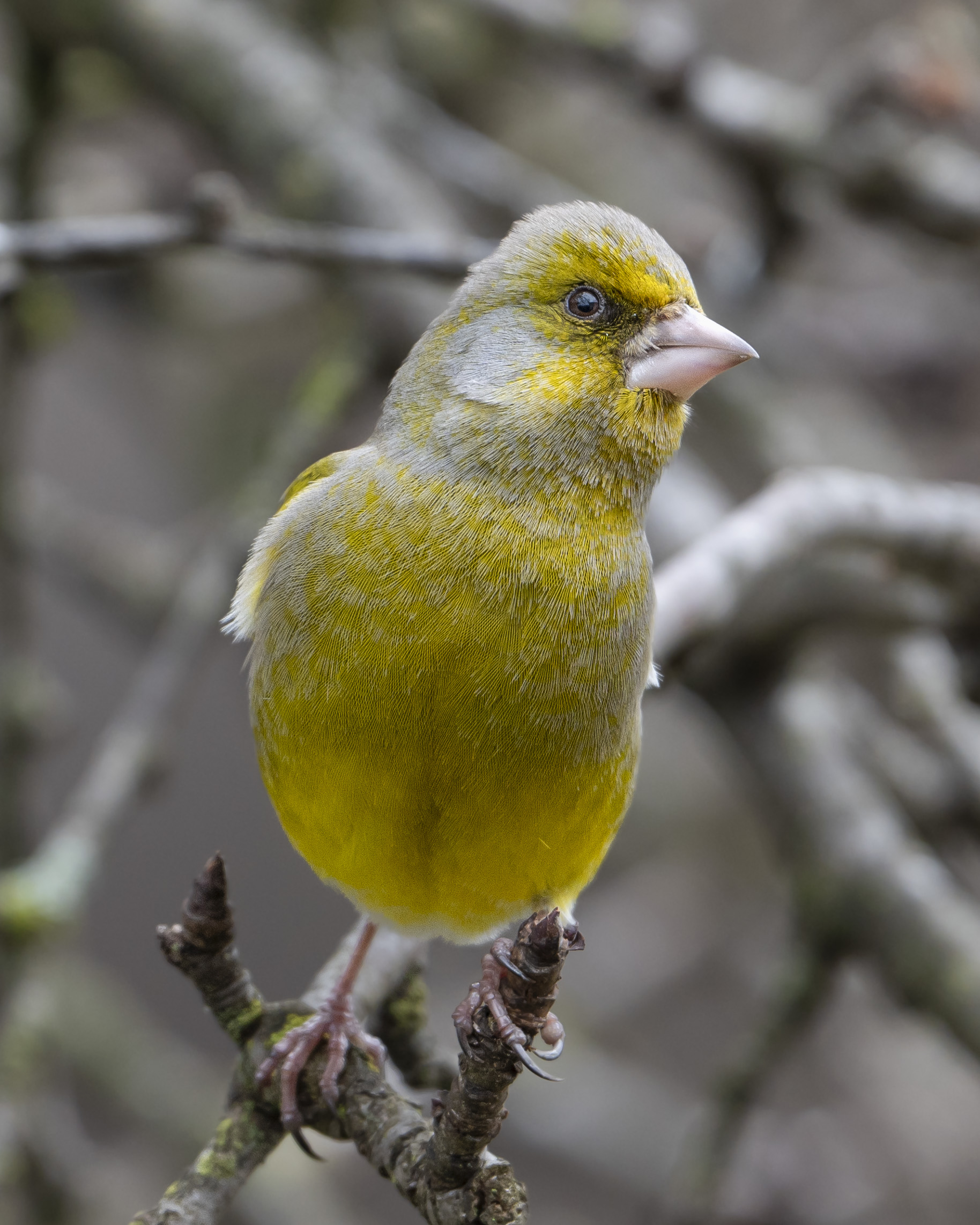 Greenfinch