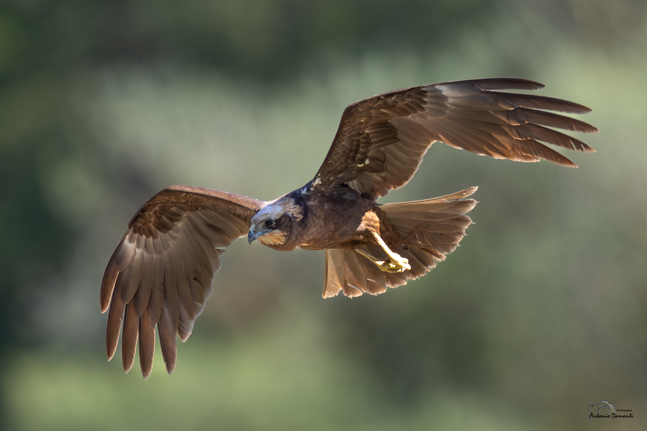 Marsh Harrier
