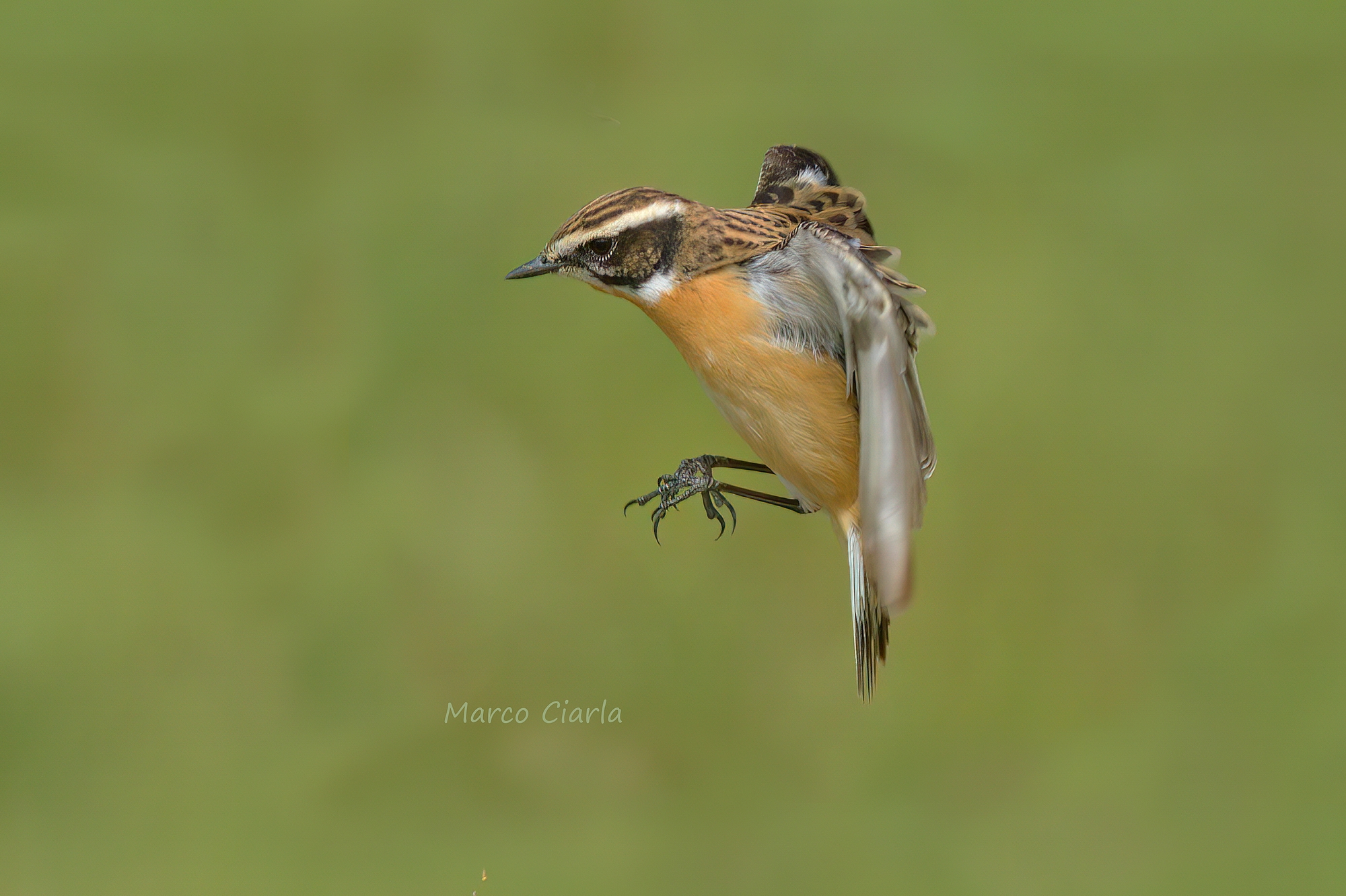 Stiaccino (Saxicola rubetra)