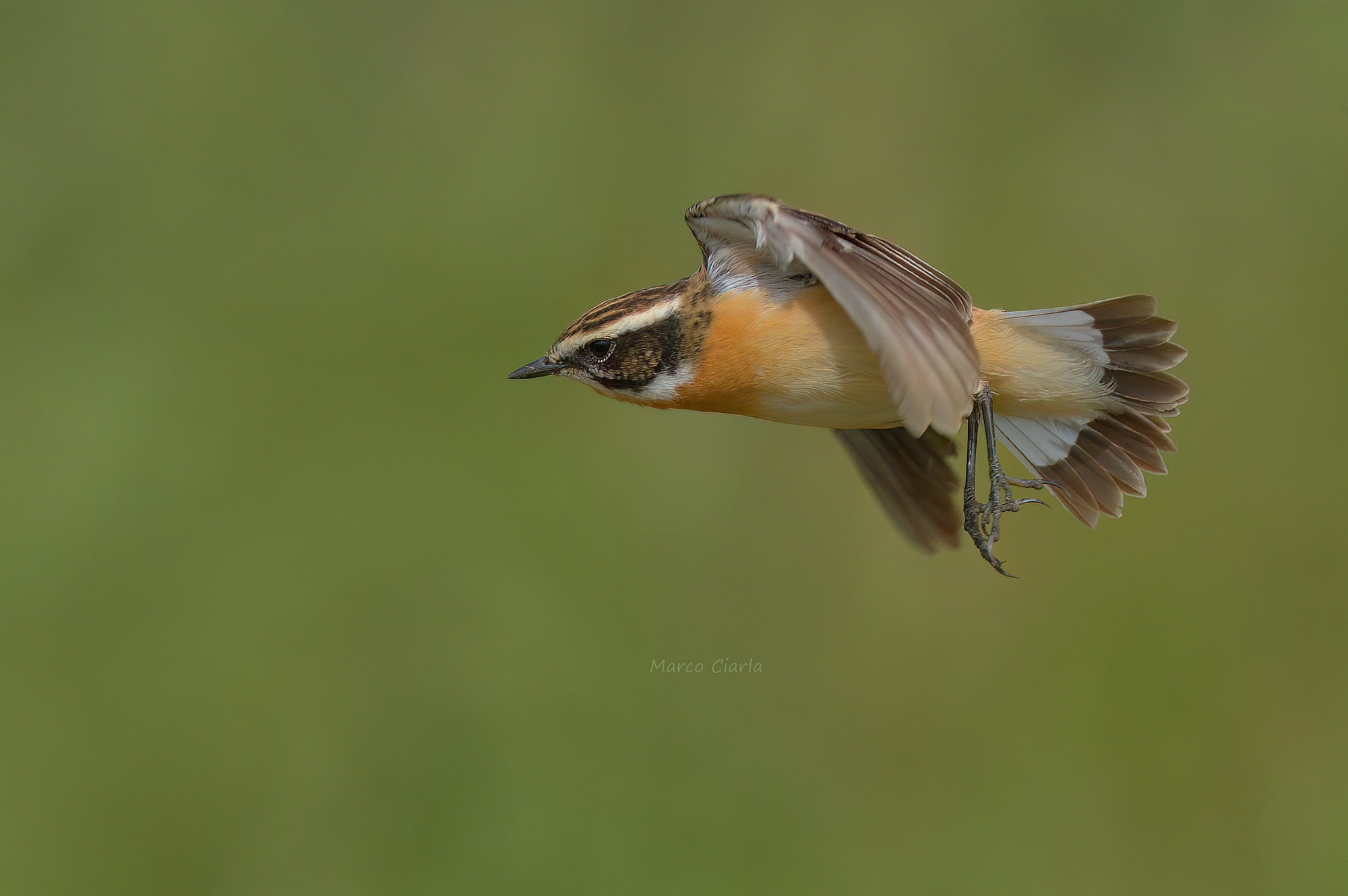 Stiaccino (Saxicola rubetra)