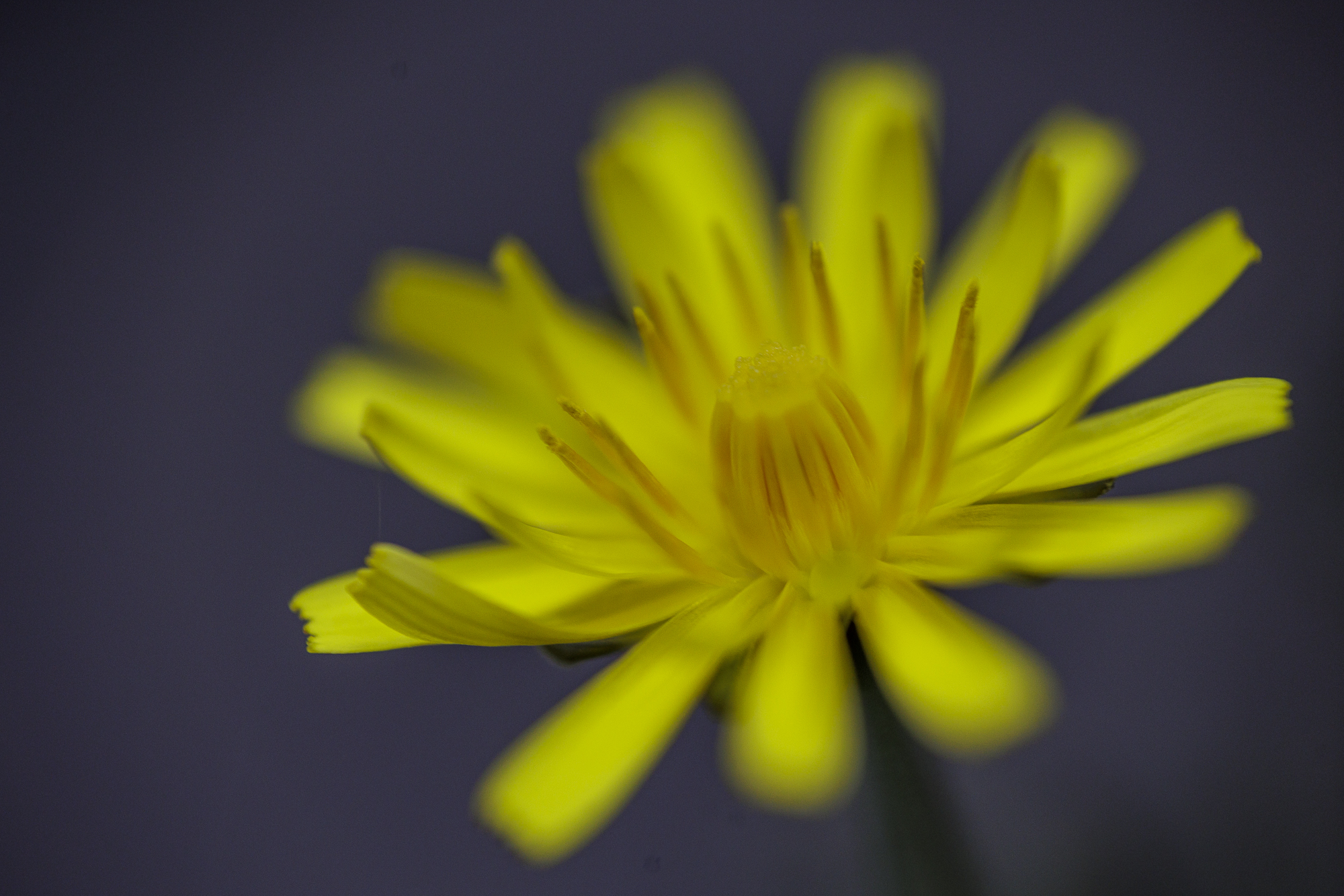 fiore