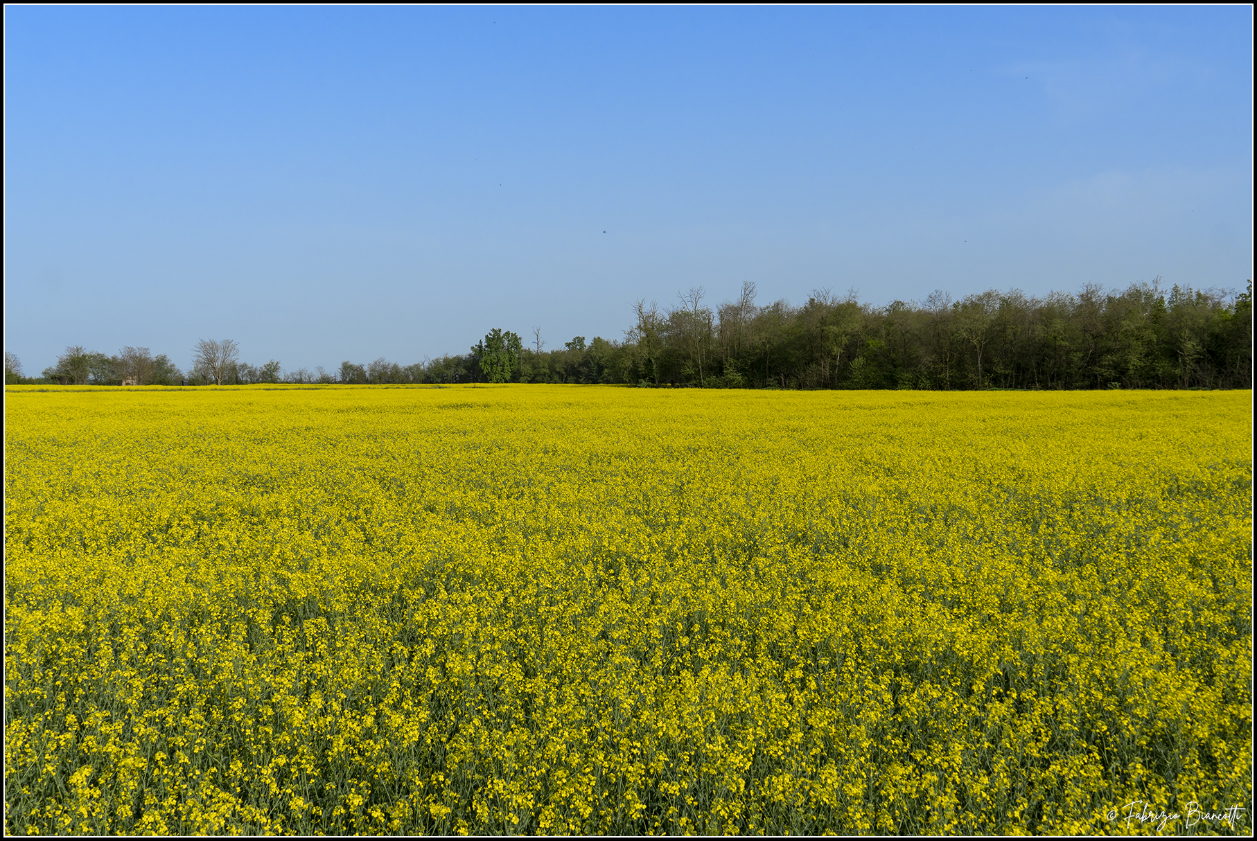 The yellow rapeseed fields of Novara