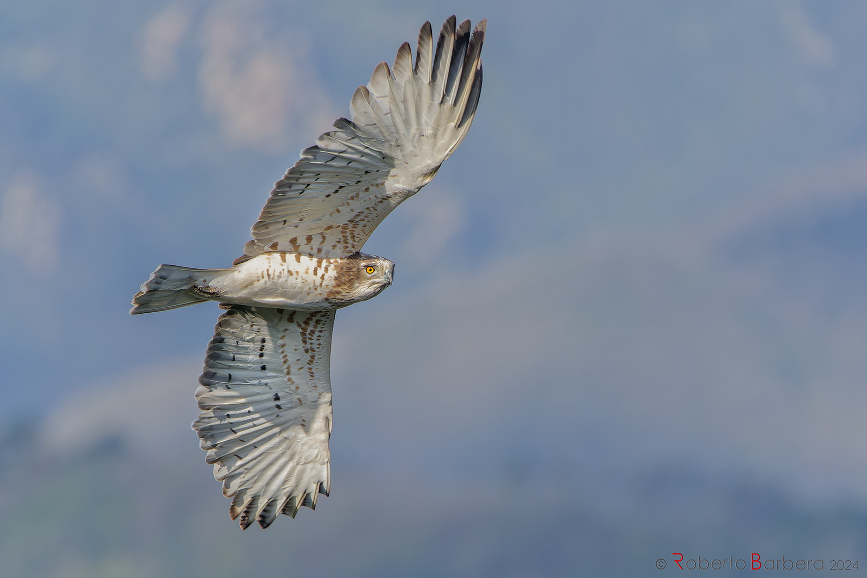 Harrier eagle