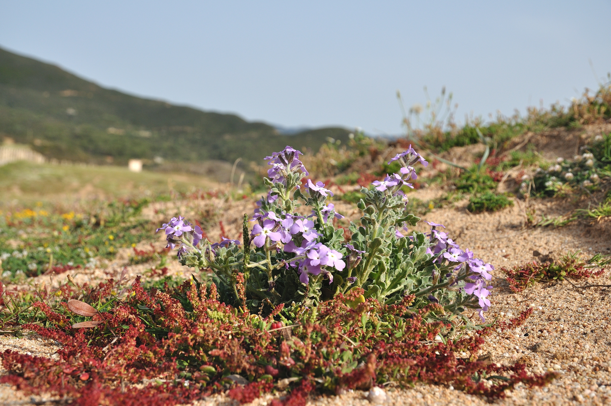 Matthiola tricuspidata/Wild Violet
