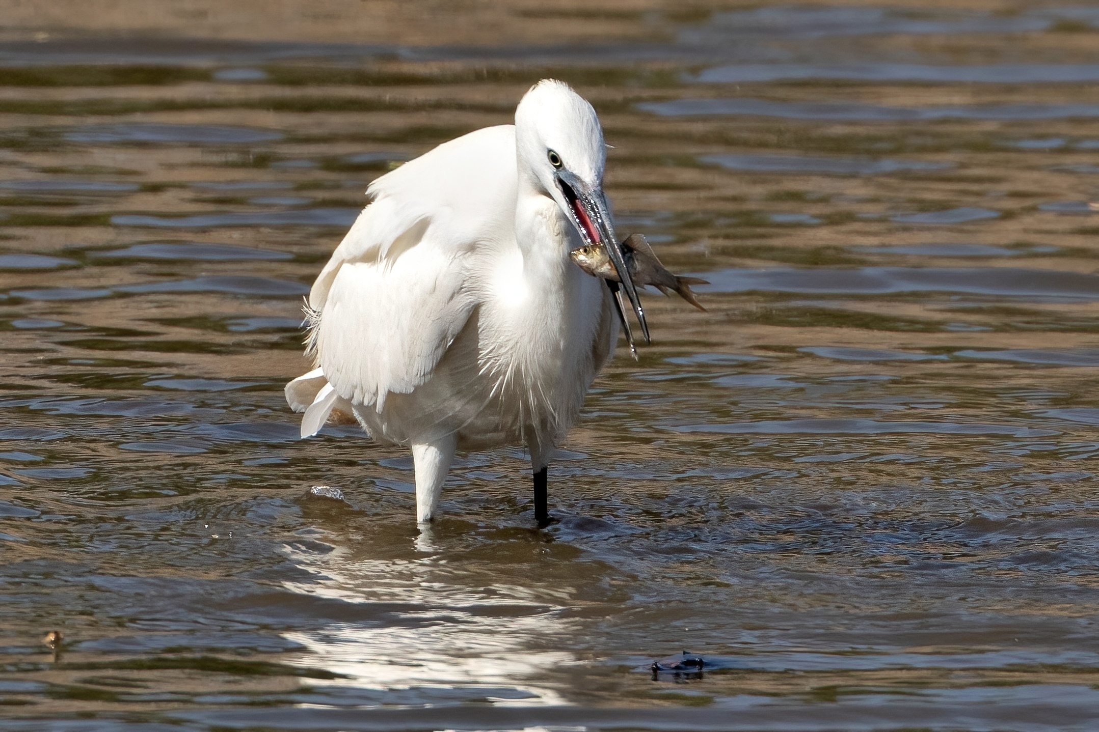 Fishing egret