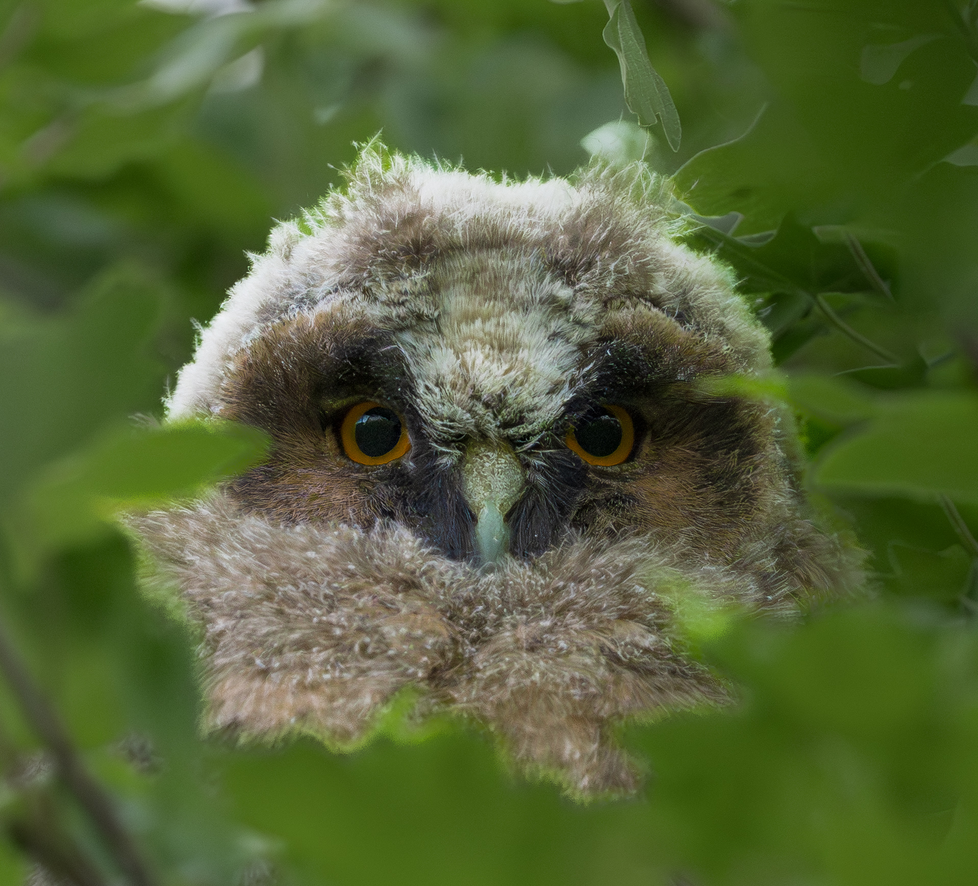 Owl pullet