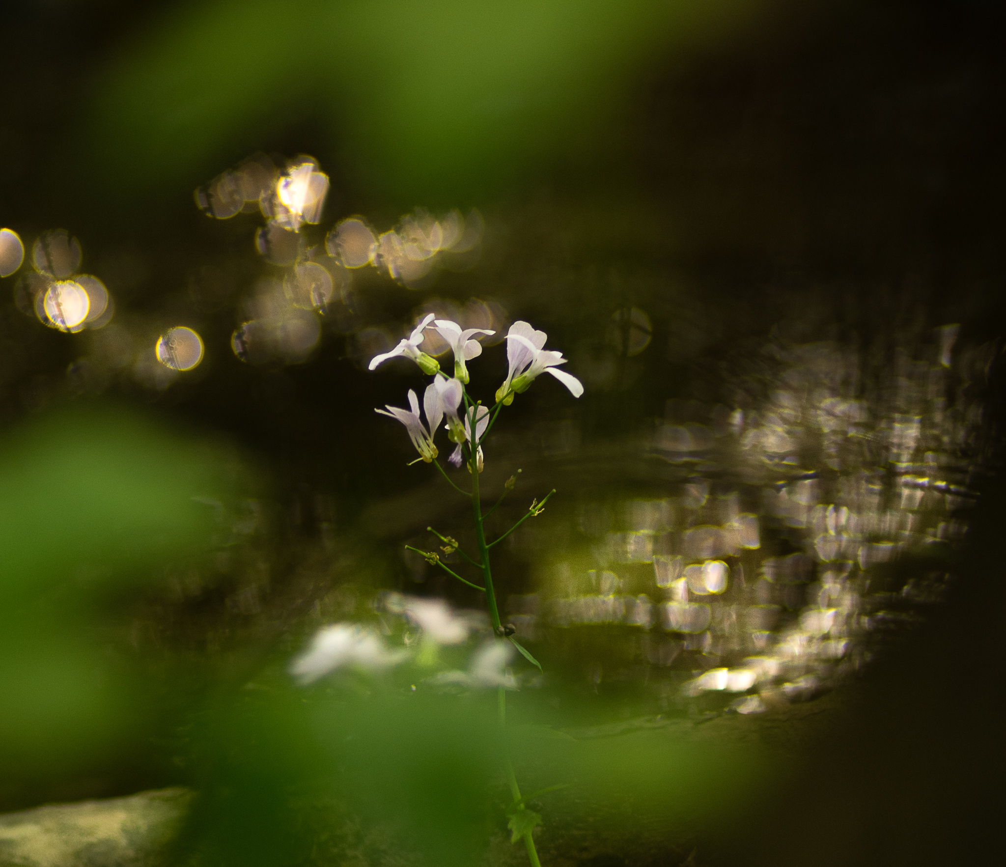 Between the leaves (flowers and reflections)