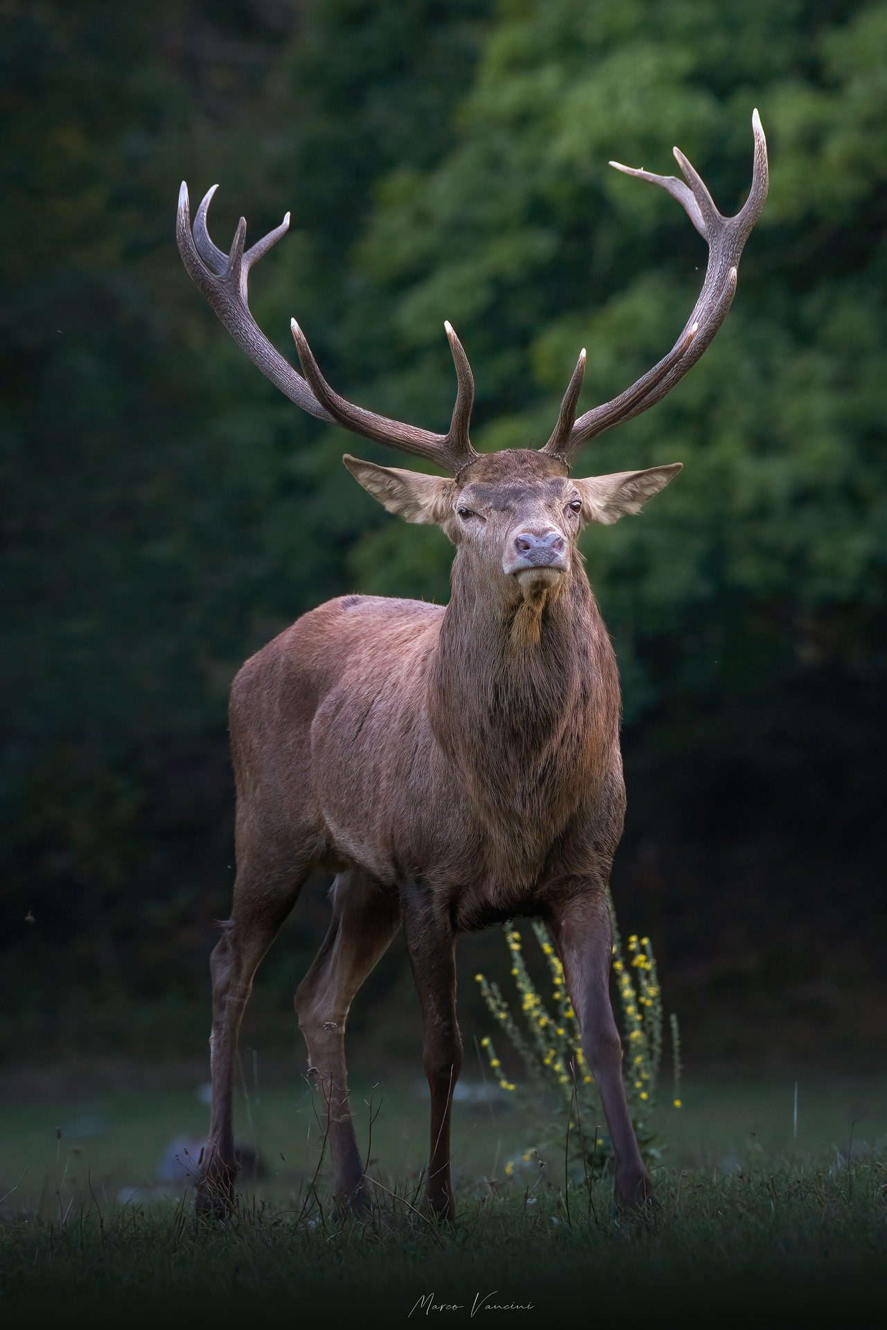 in tutta la sua fierezza