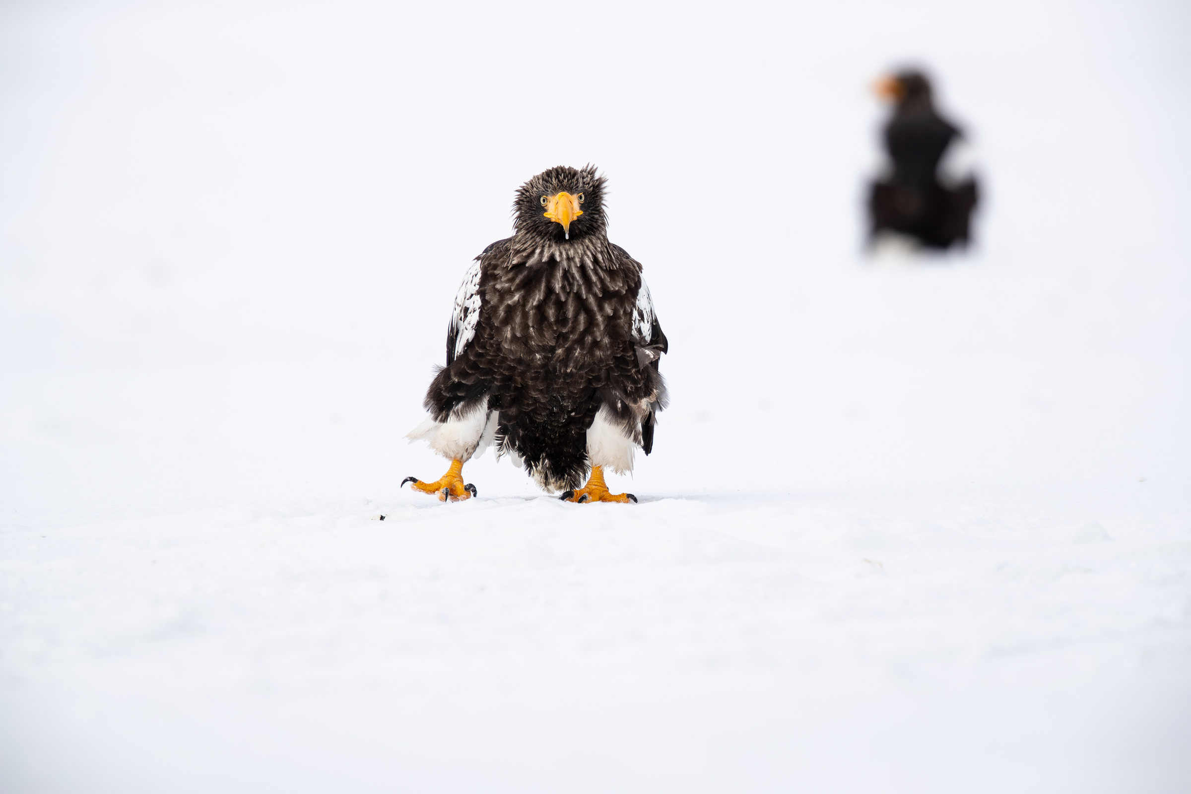 Aquila di Steller...