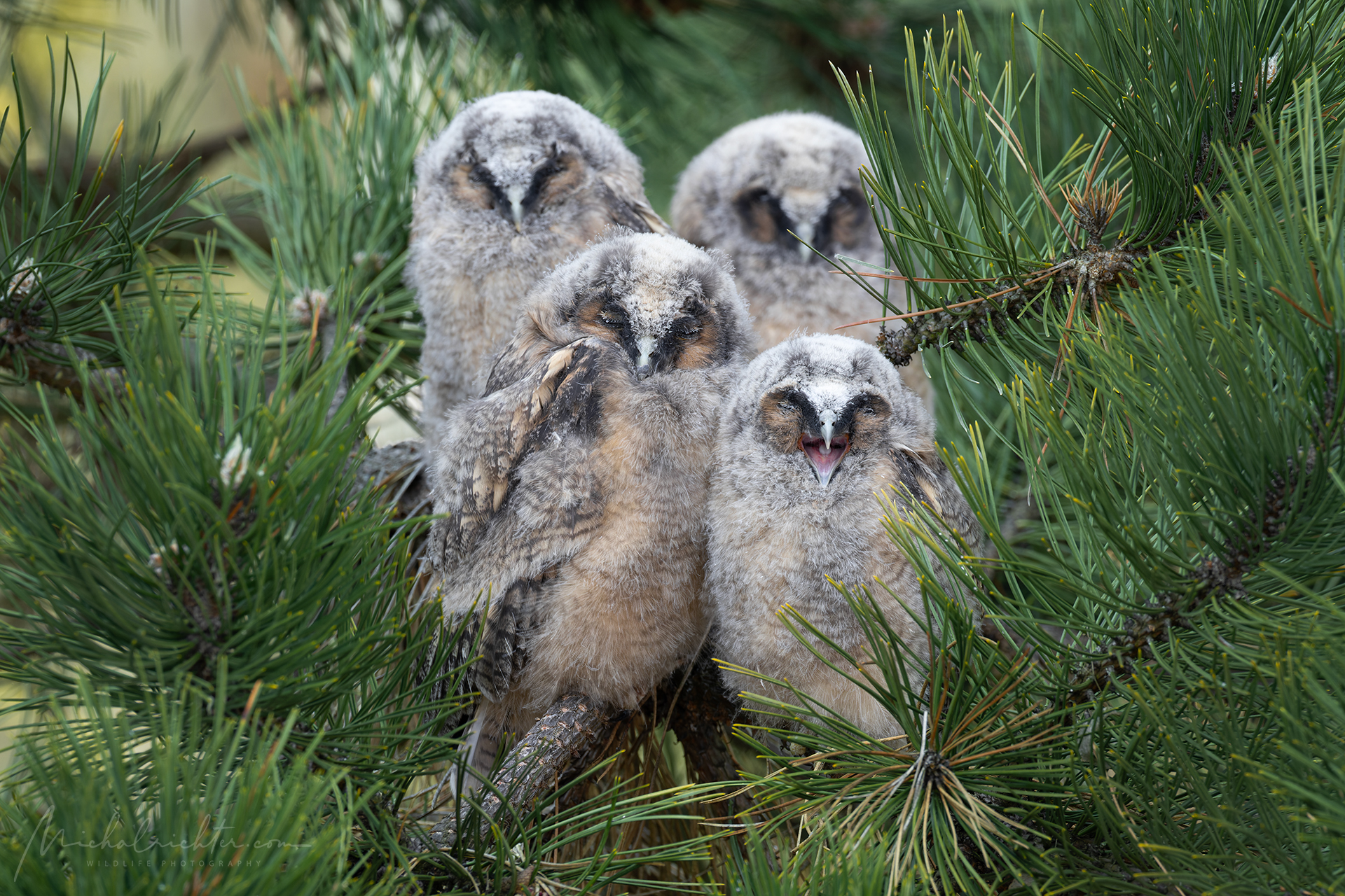 Asio otus (Long-eared owl)